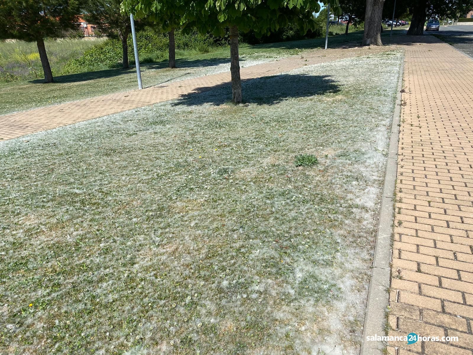 Pelusas alergia polen (1)