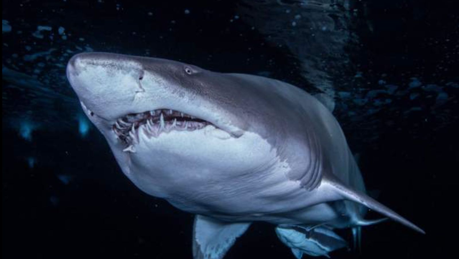 Tiburón en una foto de archivo de Europaress