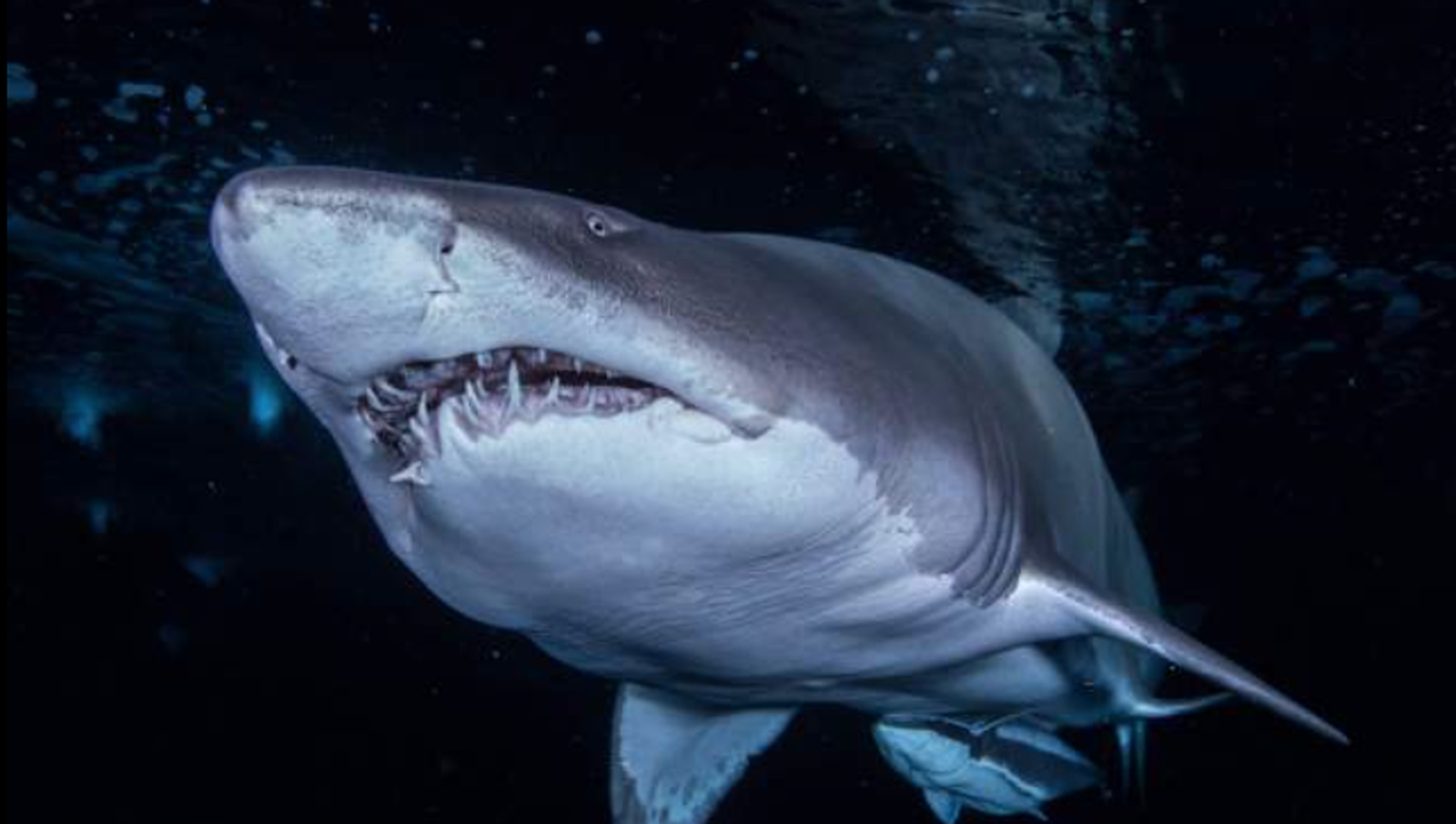 Tiburón en una foto de archivo de Europaress
