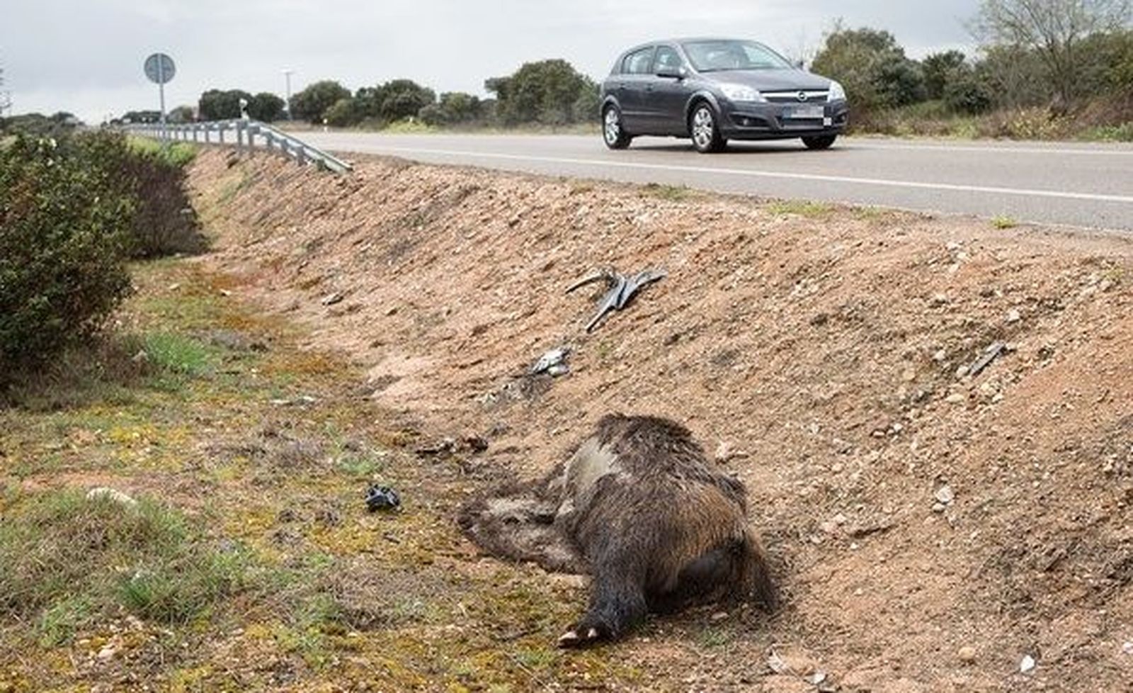 Accidente con jabalí en una carretera convencional. Foto J.L Leal | ICAL