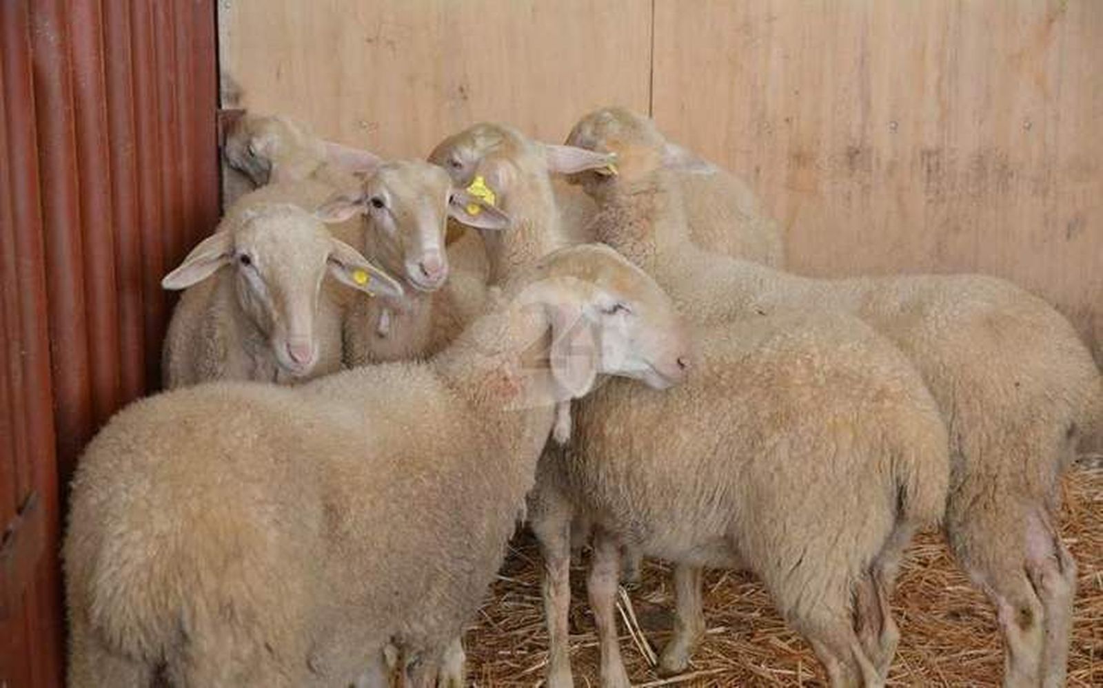 Los ganaderos de caprino, en situación límite por los precios ruinosos de la leche