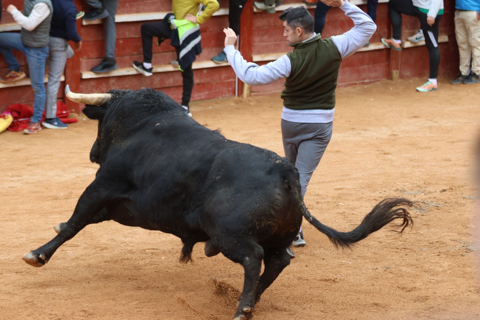 Mañana de capea de lunes en el Carnaval del Toro 2026