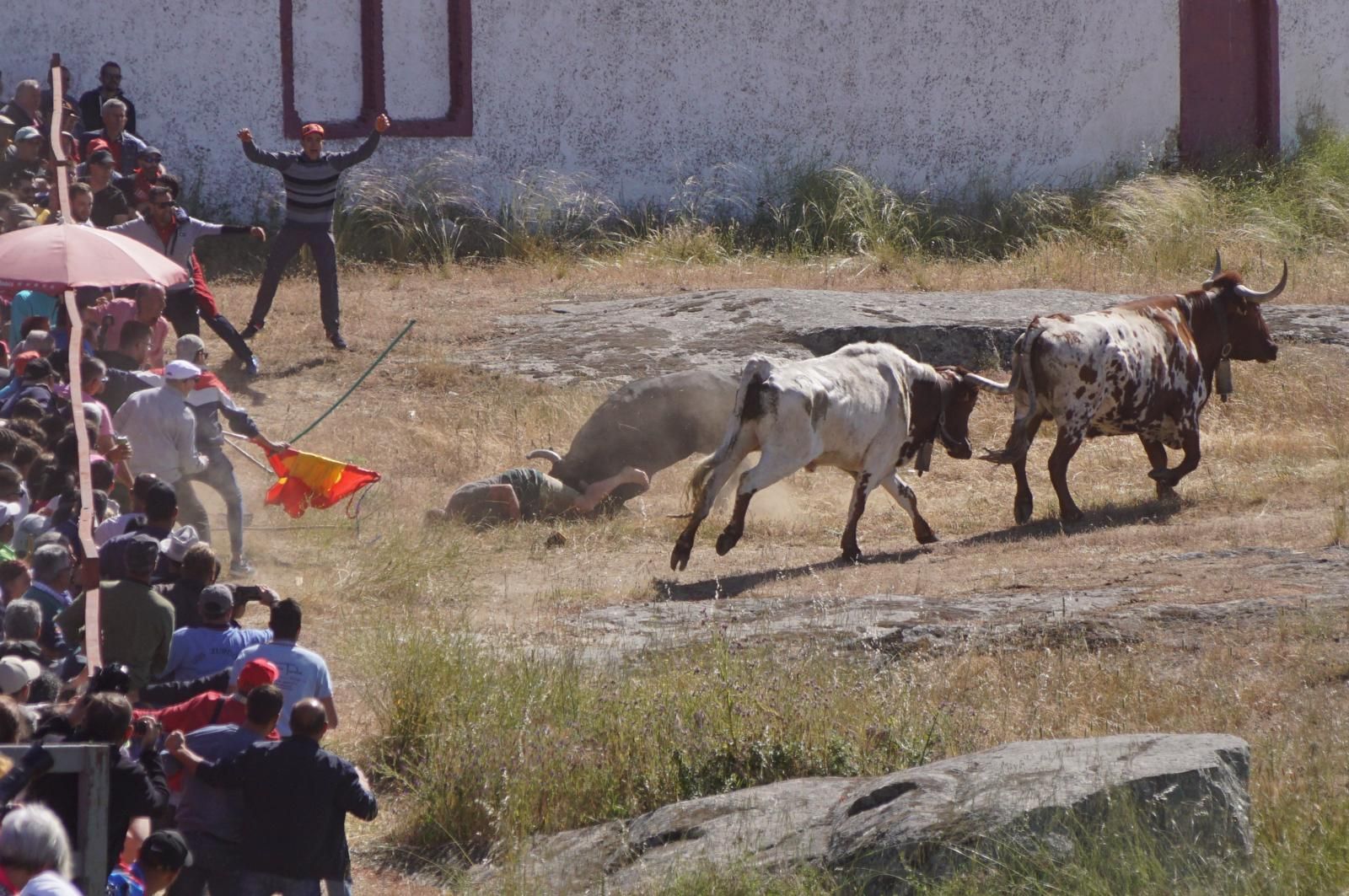 Herido un hombre tras ser volteado por un astado en los Espantos de Ledesma. Foto Juanes (1)
