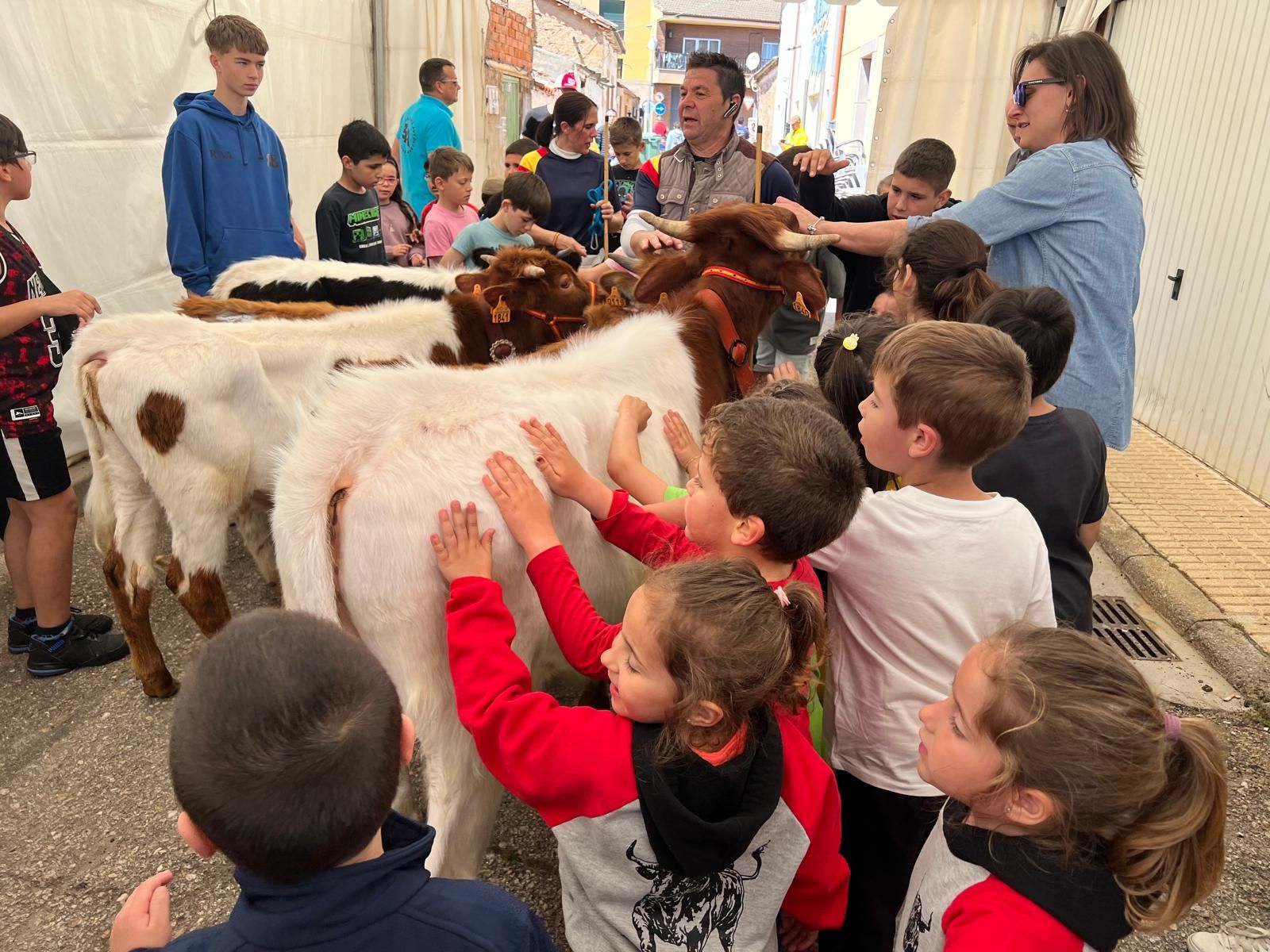 mini-bueyes-en-elas-fiestas-de-doninos-2025-21