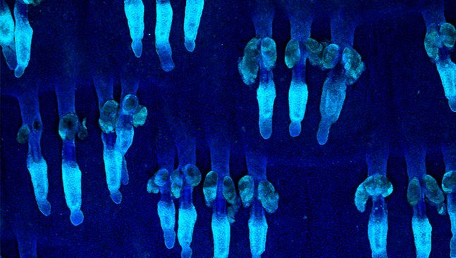 Centro de Investigación del Cáncer. Foto USAL