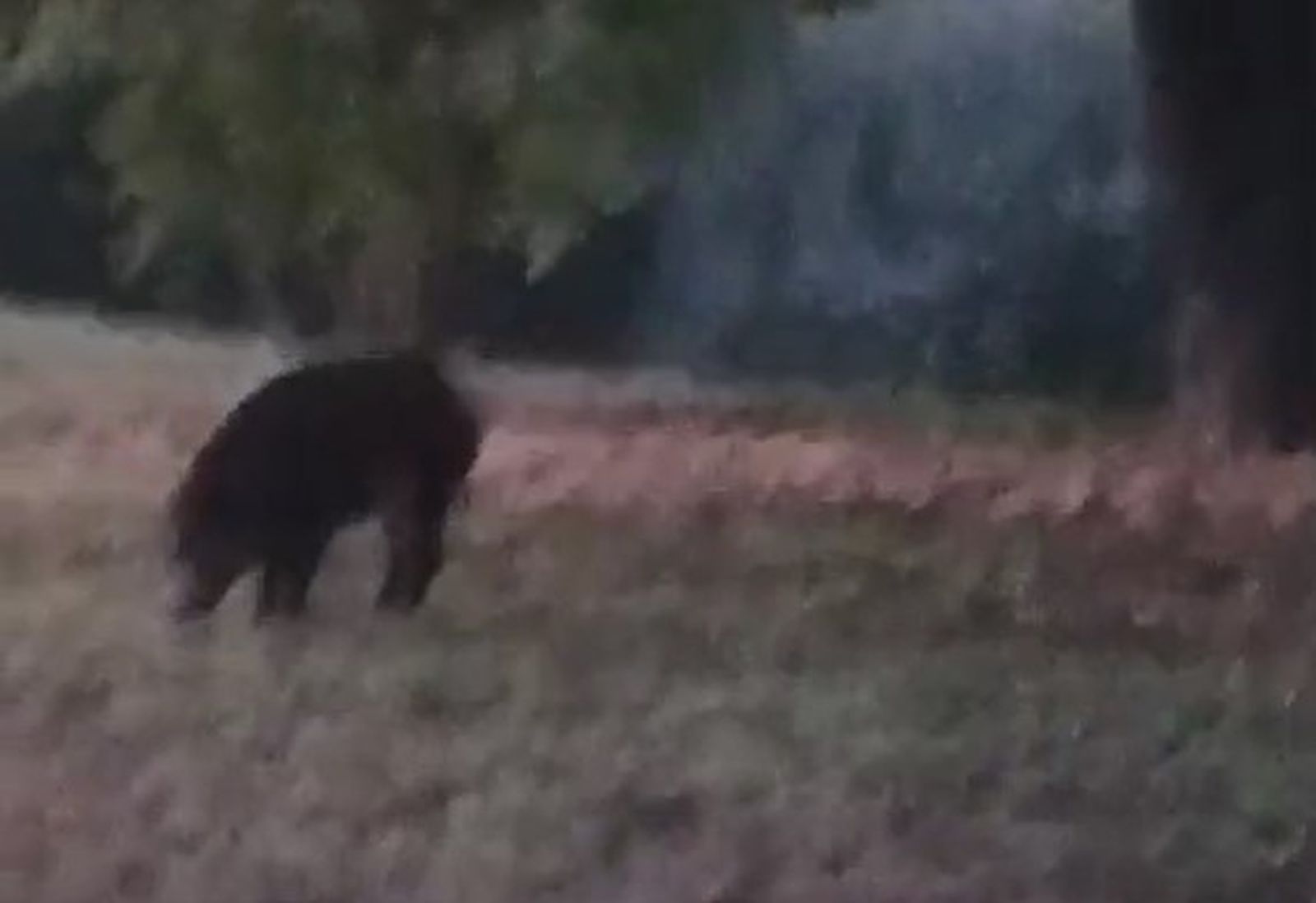 Avistan un jabalí en la Isla del Soto de Santa Marta de Tormes