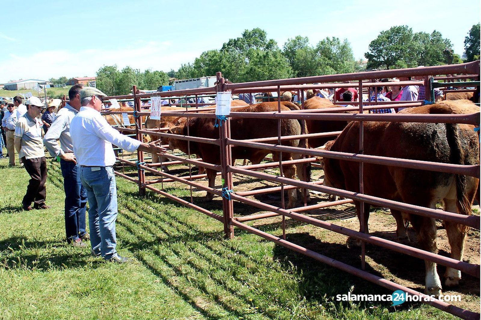Feria Ganadera de Lumbrales (62)