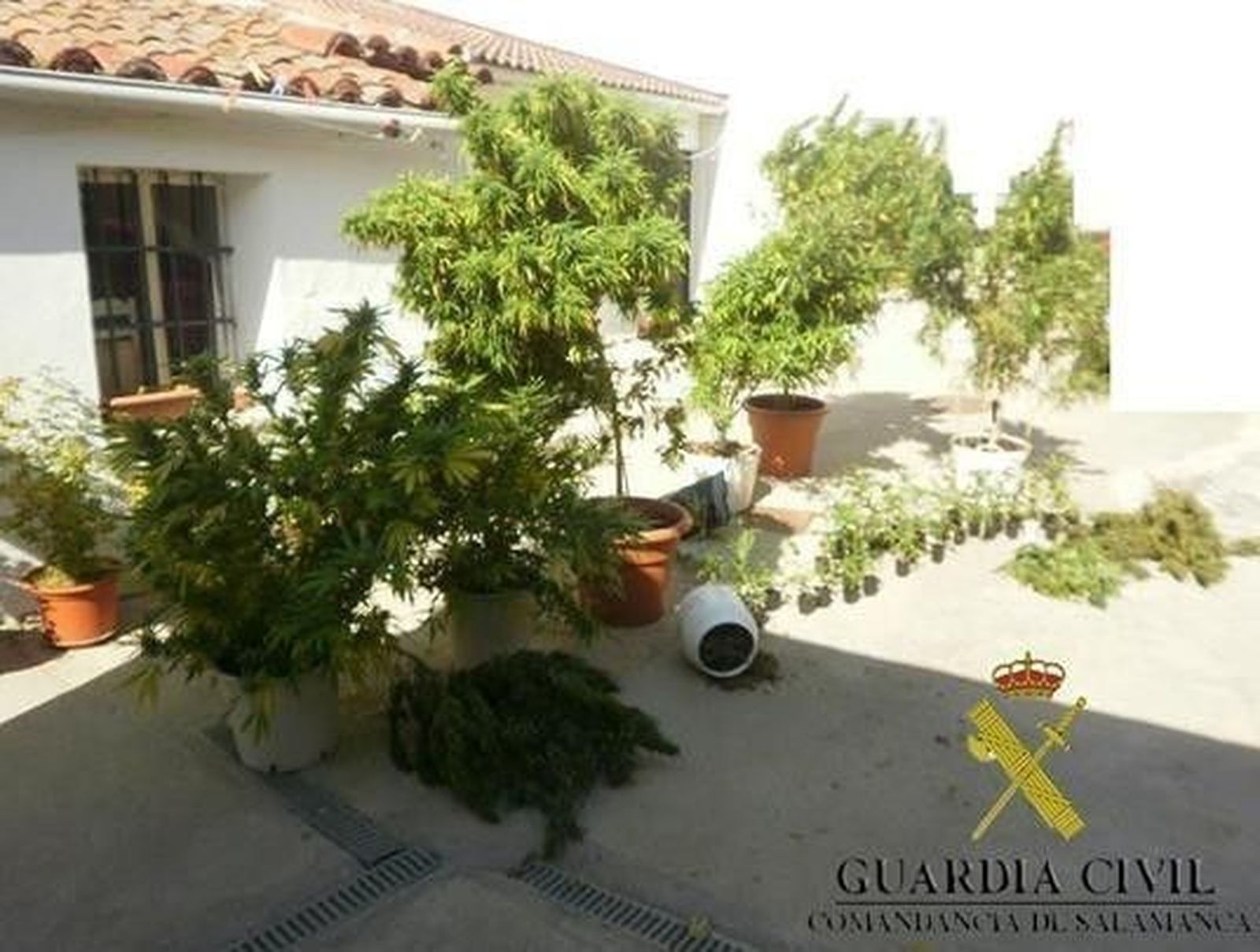 La Guardia Civil descubre una plantación de marihuana en Guijo de Ávila