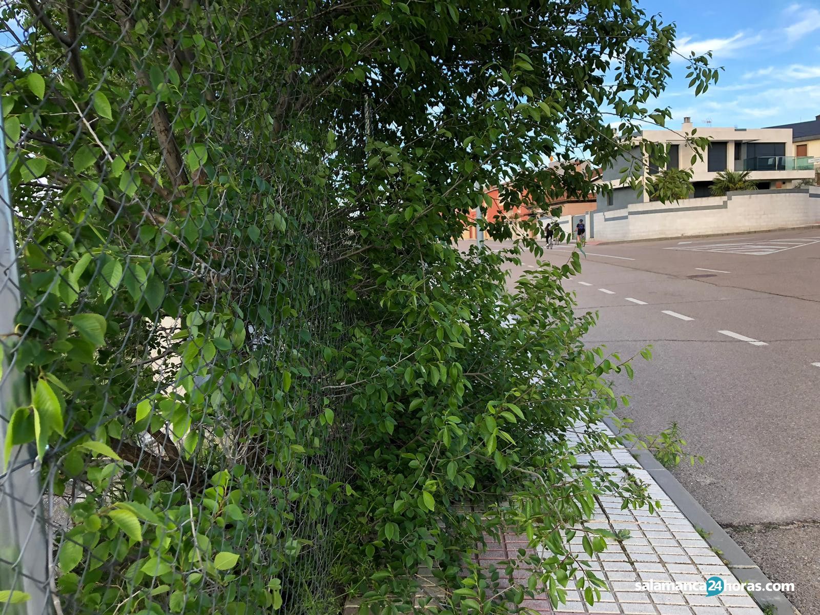 Maleza carbajosa (9)