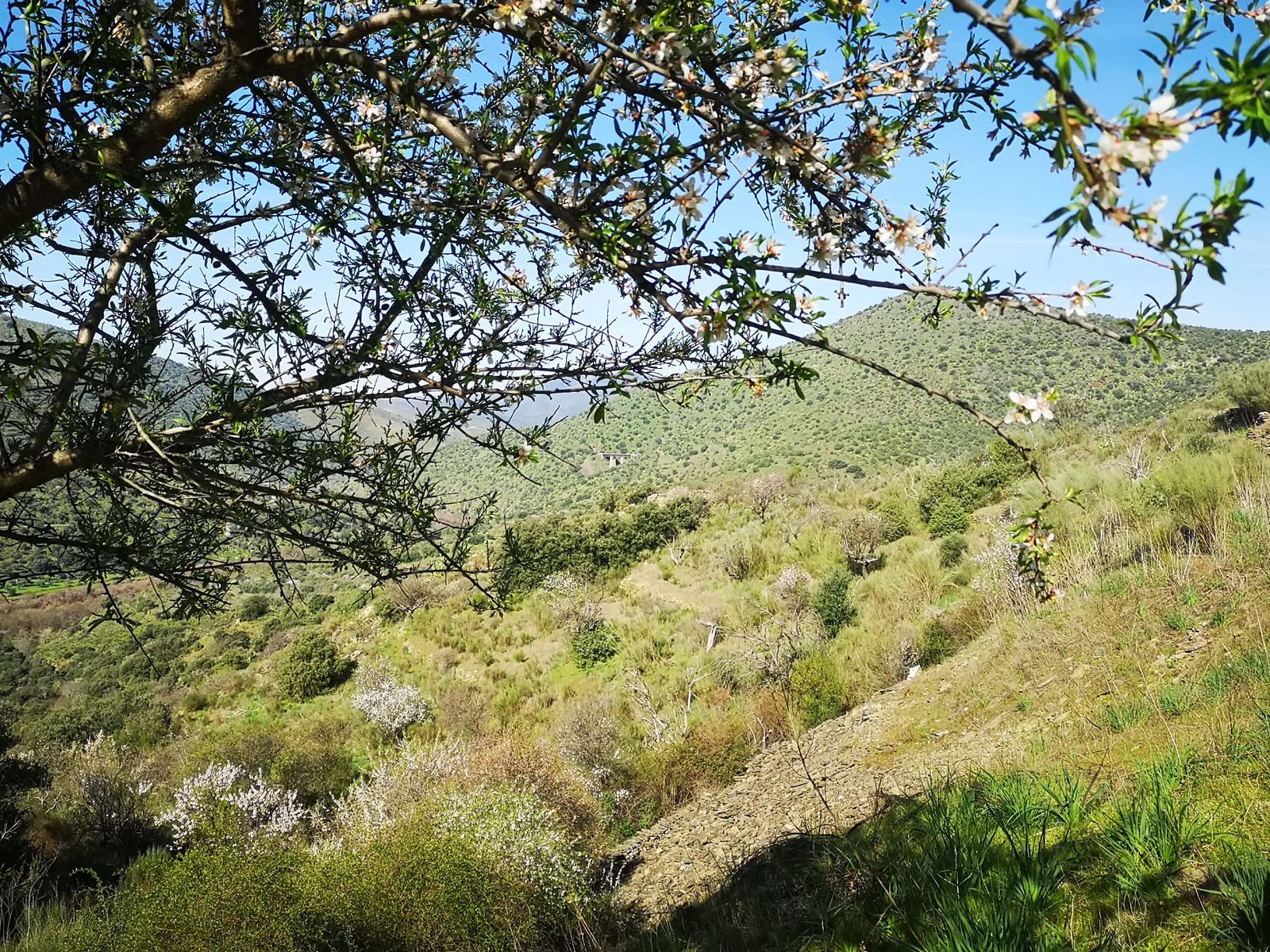 Más de un centenar de senderistas recorren La Fregeneda entre almendros en flor
