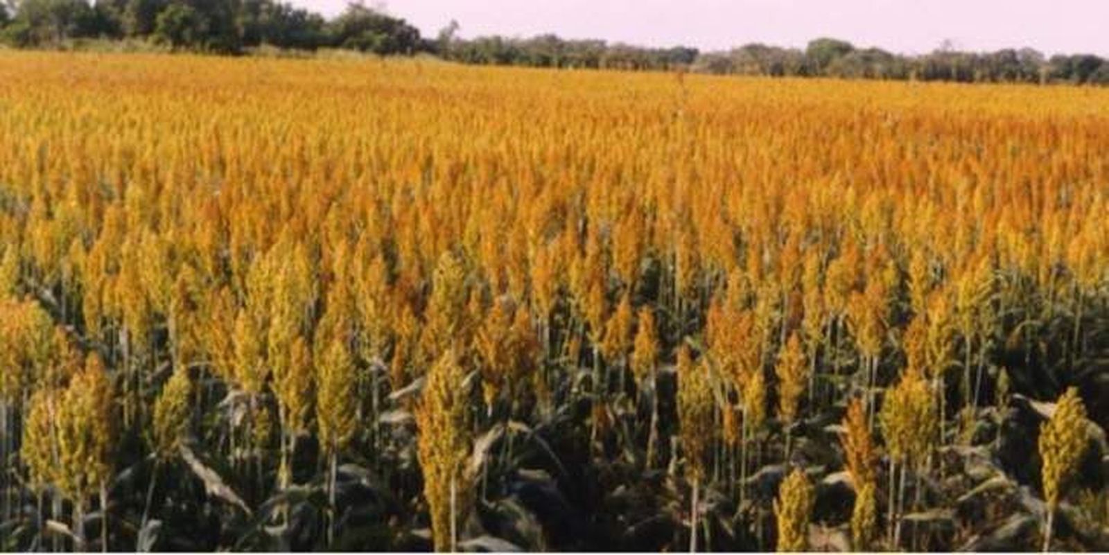 El 40% del cereal, sin cosechar por la ausencia de lluvias