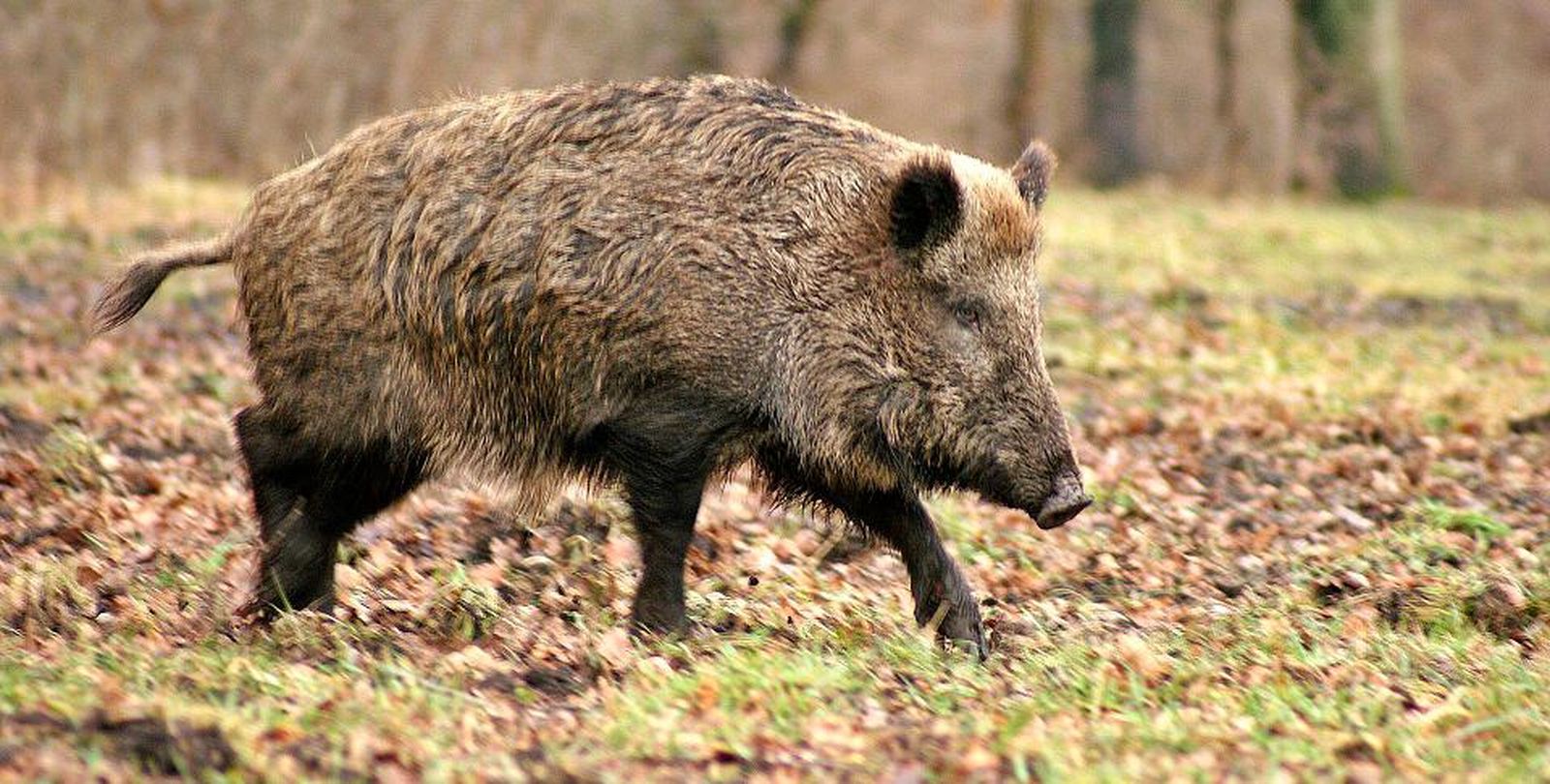 Jbali ppa peste porcina africana