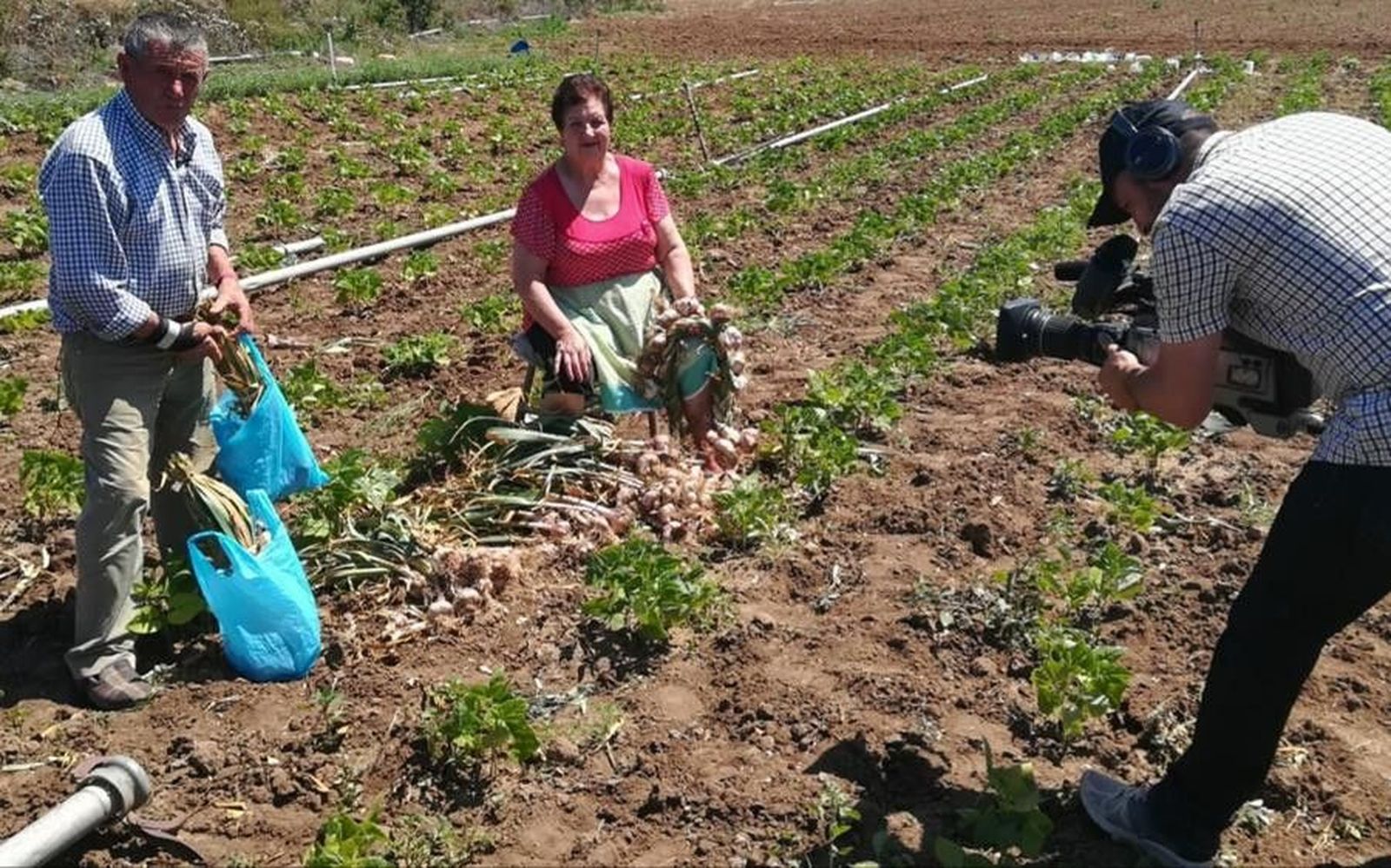 Ajos España Directo