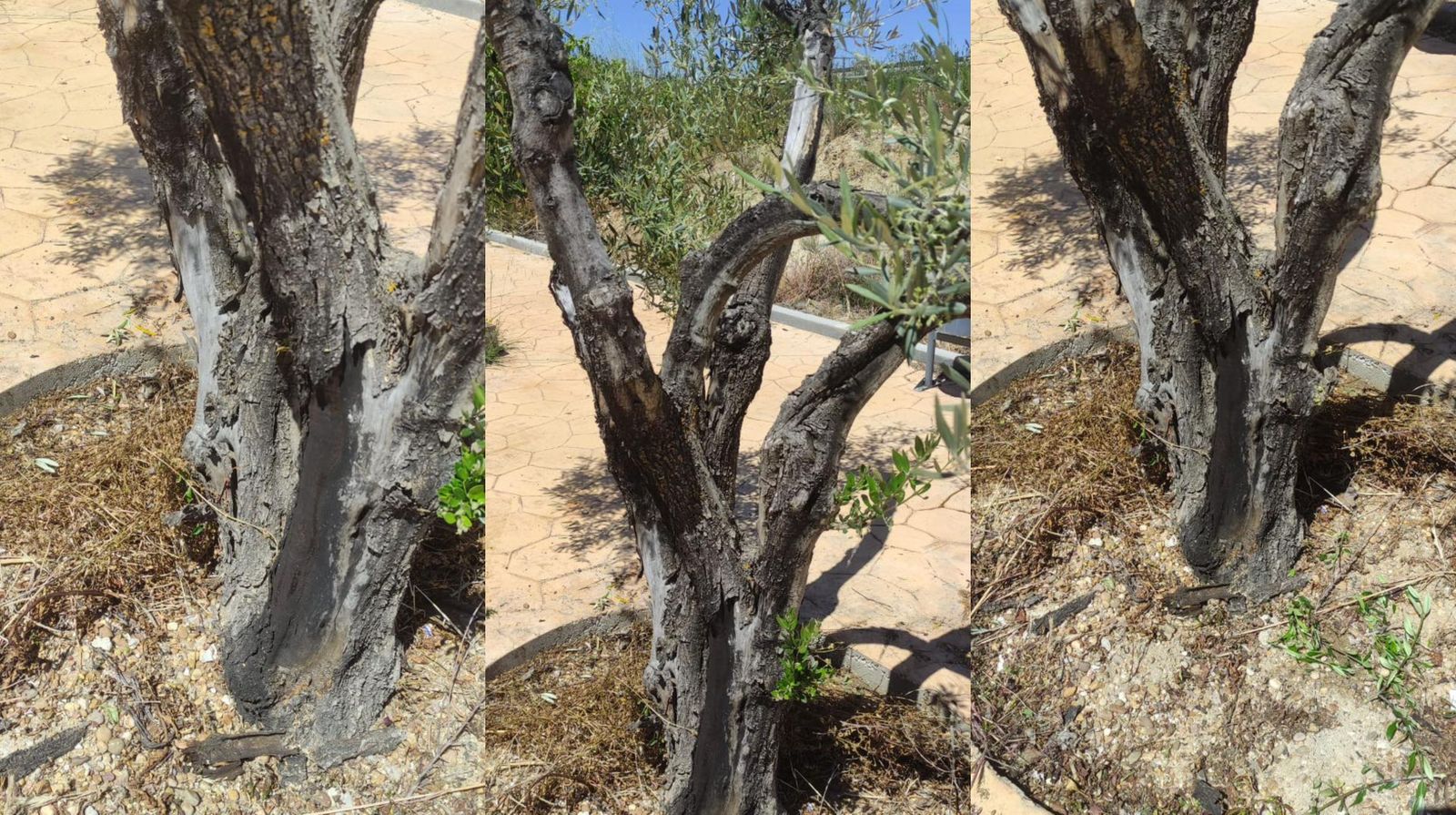 Intentan secar el emblemático Olivo del Peregrino con productos químicos