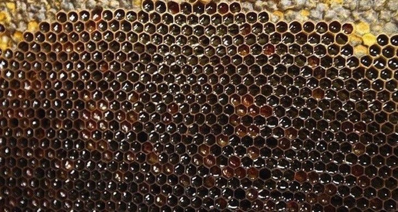 Concluye el plazo para justificar las ayudas a la comercialización de la miel