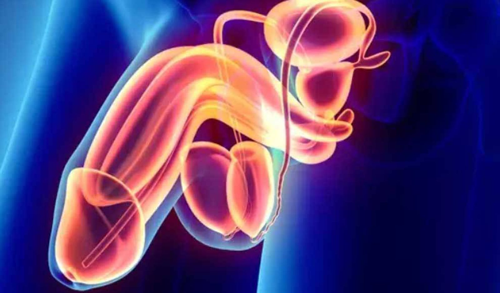 El aparato reproductivo masculino, concepto médico detail