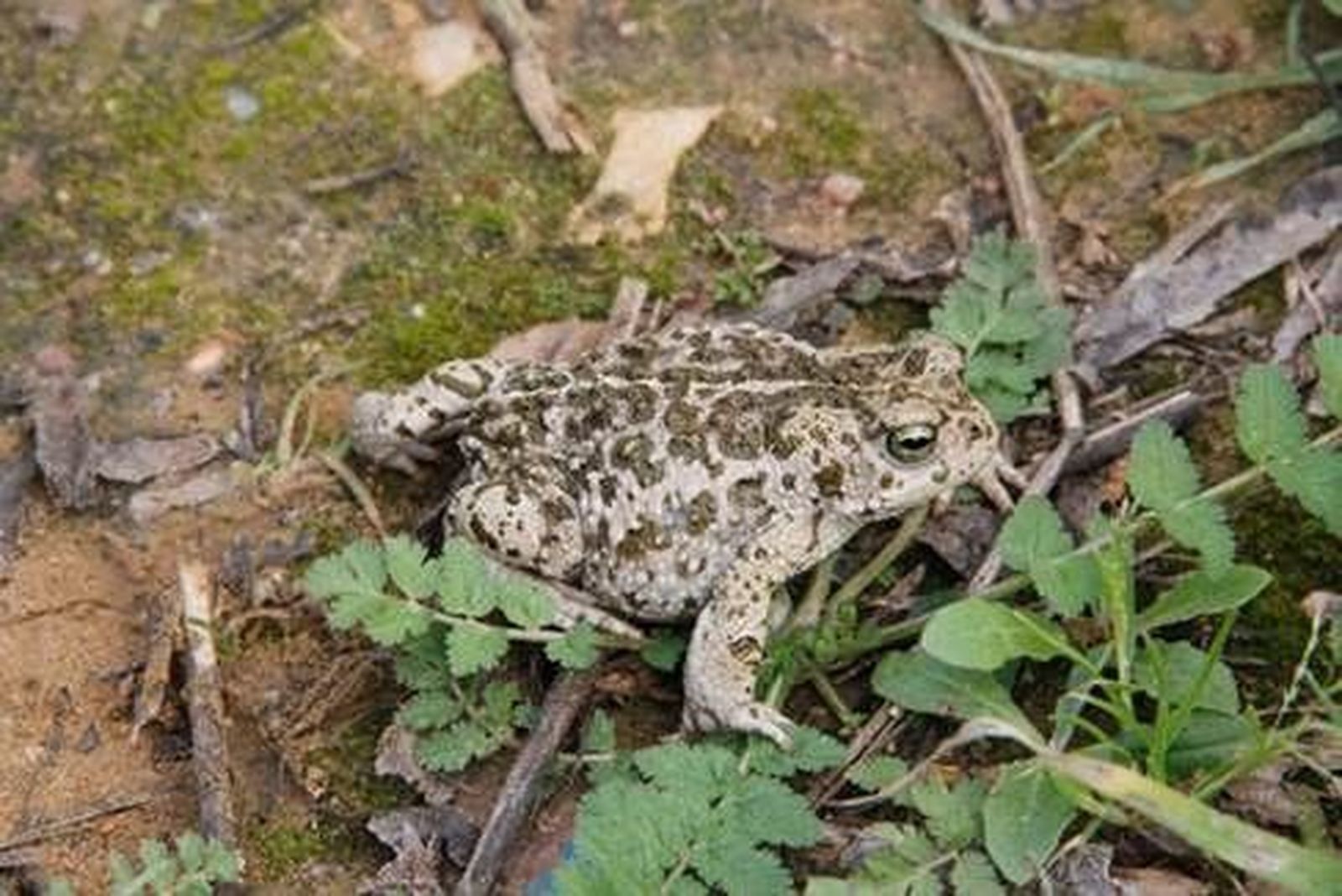 Ejemplar de sapo corredor, 'Epidalea calamita'