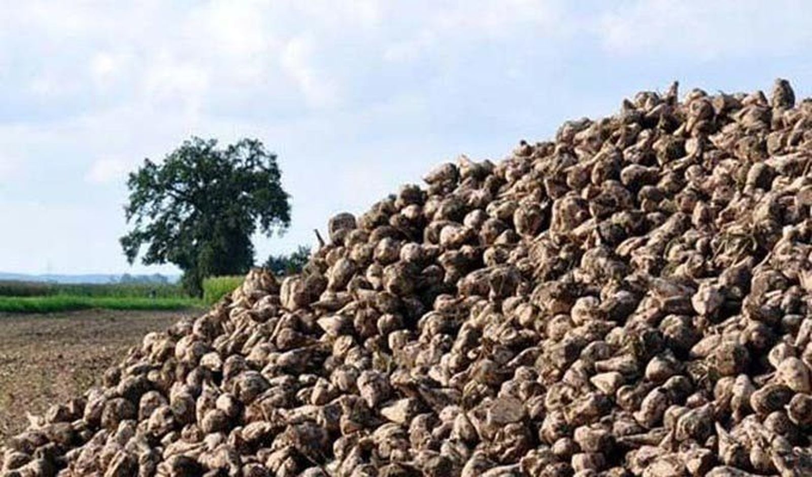 La Diputación apoya al sector de la remolacha contra el impuesto al azúcar