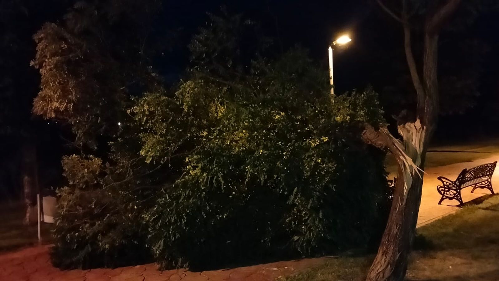 Un árbol cae el Paseo de las Coronas en Villares