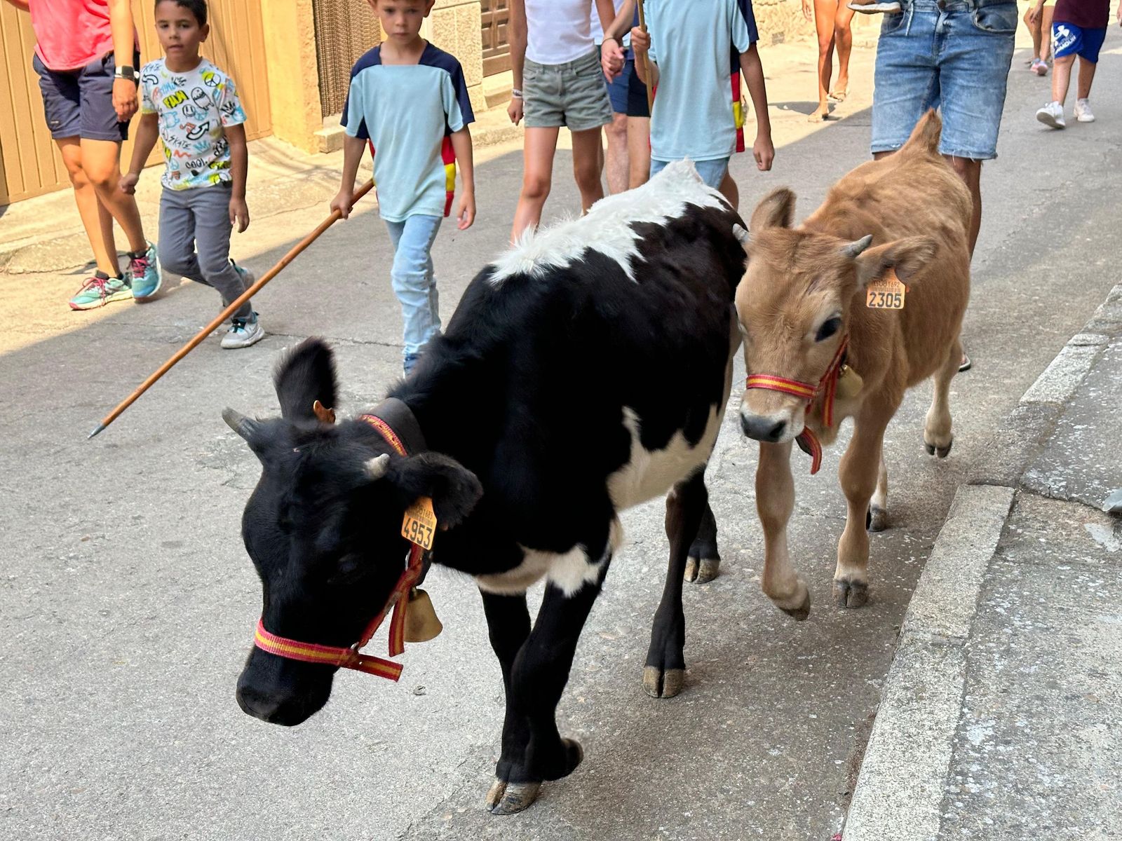 Mini bueyes en Aldeadávila