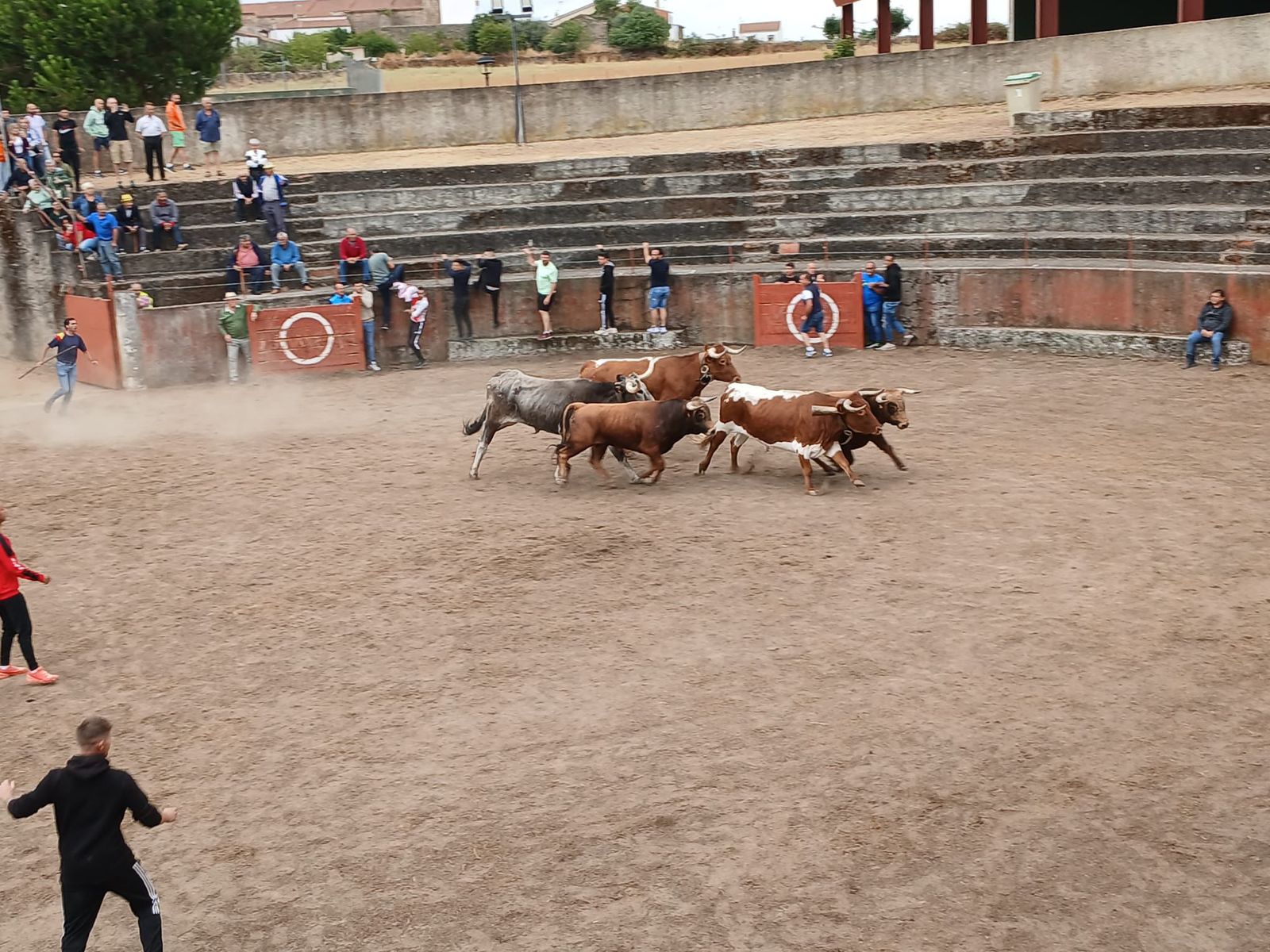 Encierro de novillos en Pereña