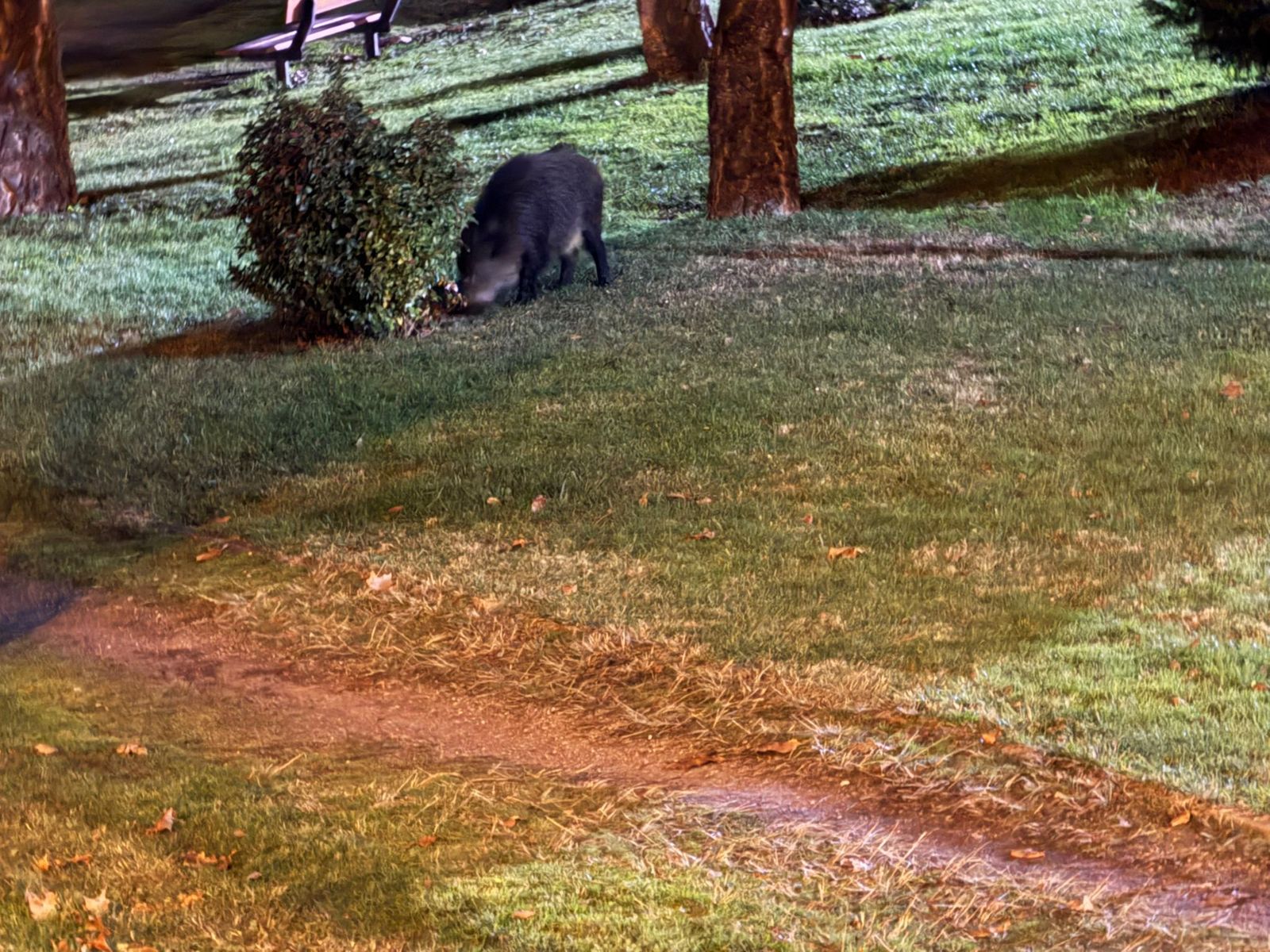 Vuelve a ser visto el famoso jabalí buscado en Salamanca
