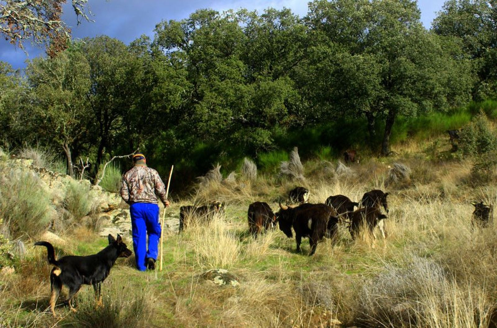 Campo pastor montaña