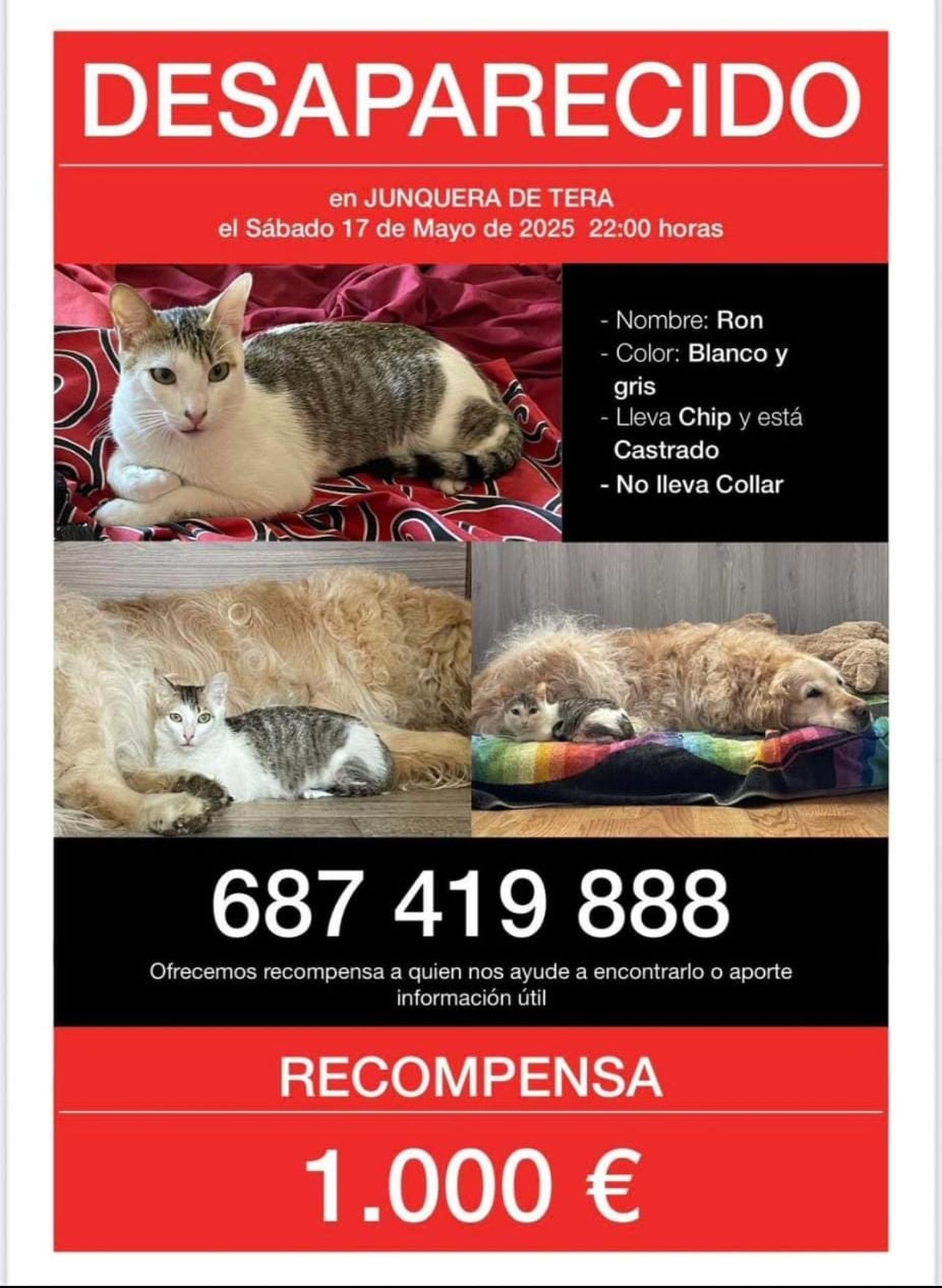 Cartel de búsqueda del gato perdido