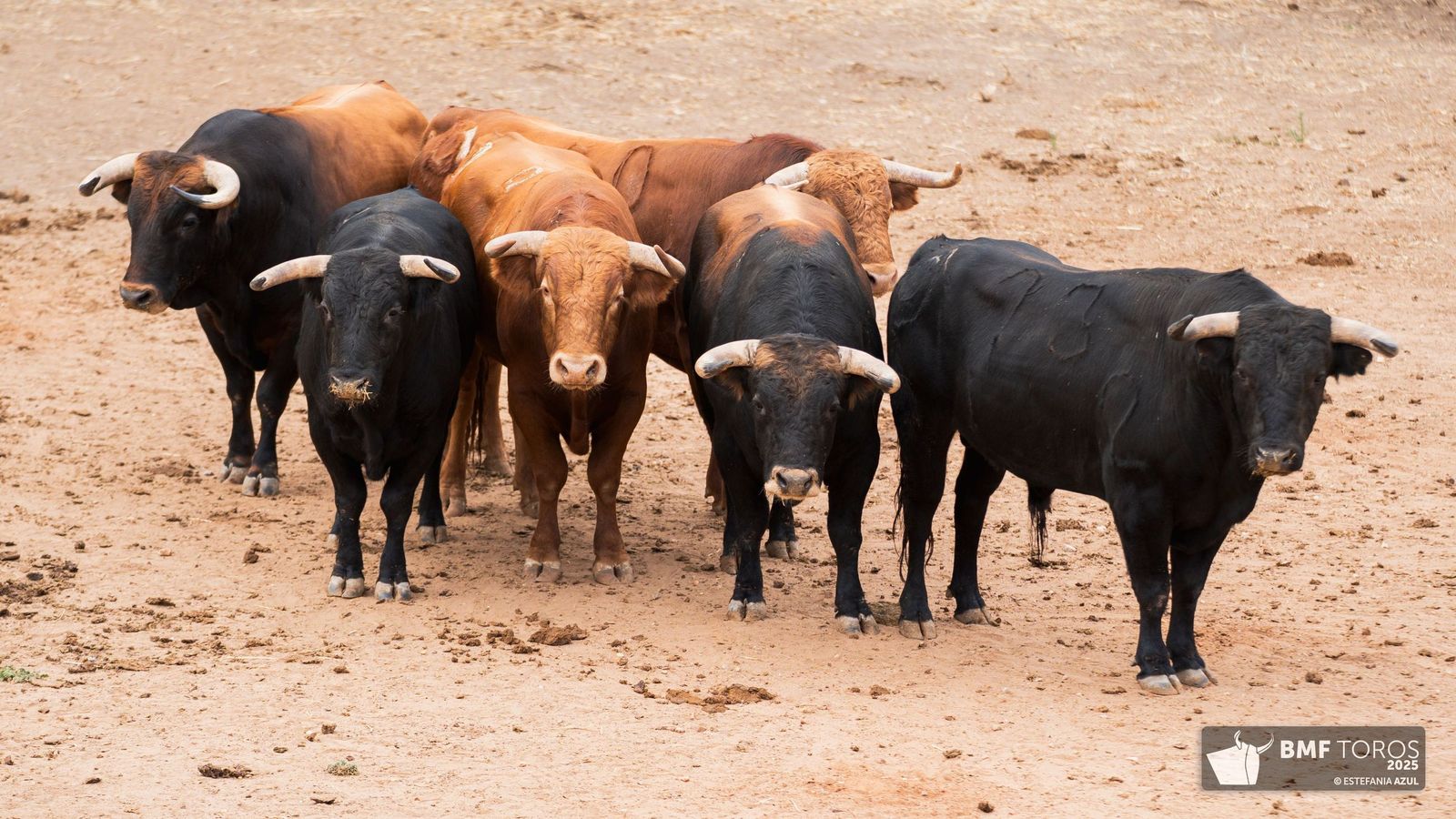 Sorteados los novillos de Montalvo para Raquel Martín y Olga Casado en el primer festejo de la feria en La Glorieta
