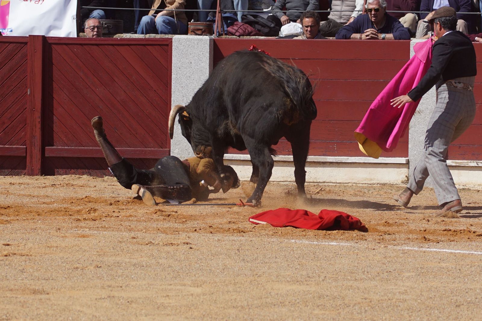 Festival taurino solidario por la esclerosis múltiple en Guijuelo