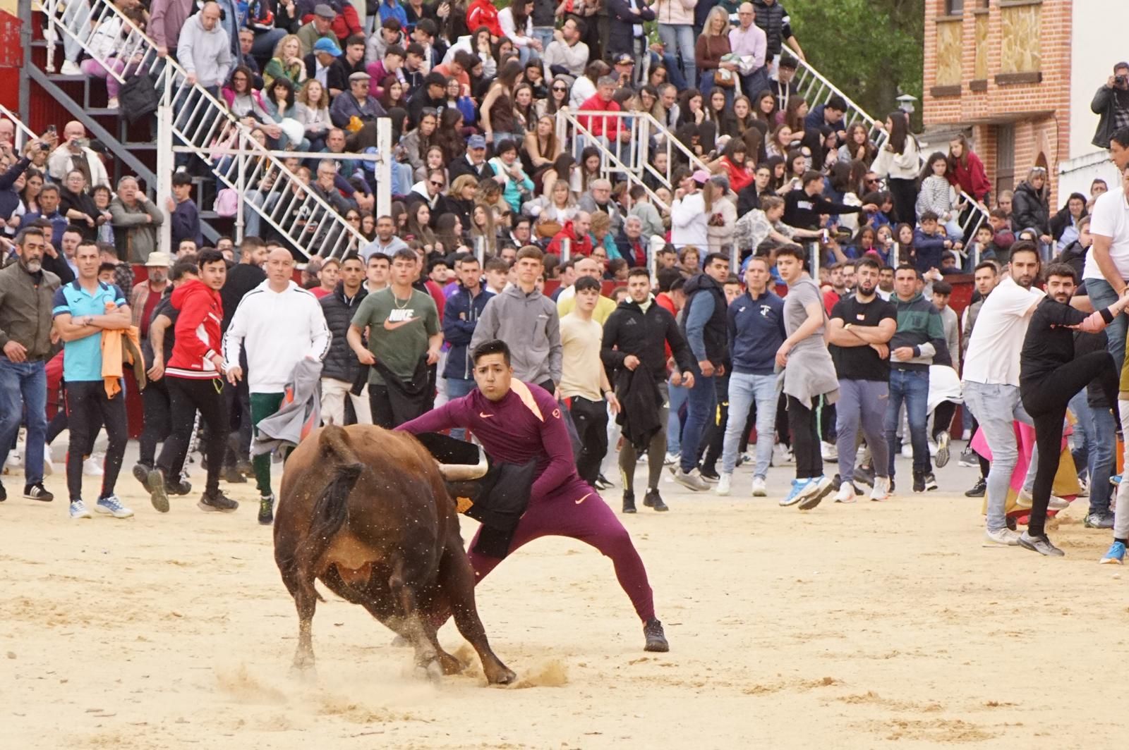 Villoria, toro del Voto