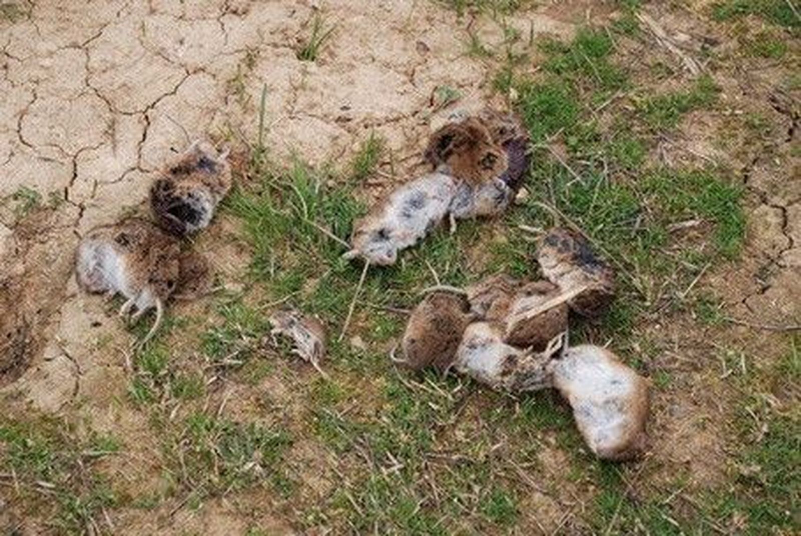 La Alianza califica de "inoportunas y desafortunadas" las afirmaciones Sirina Martin sobre los topillos