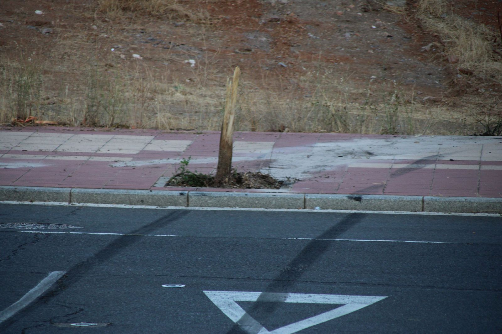 arranca-un-arbol-tras-hacer-un-recto-en-la-calle-victoria-al-circular-a-gran-velocidad-y-abandona-su-vehiculo-en-el-lugar-3