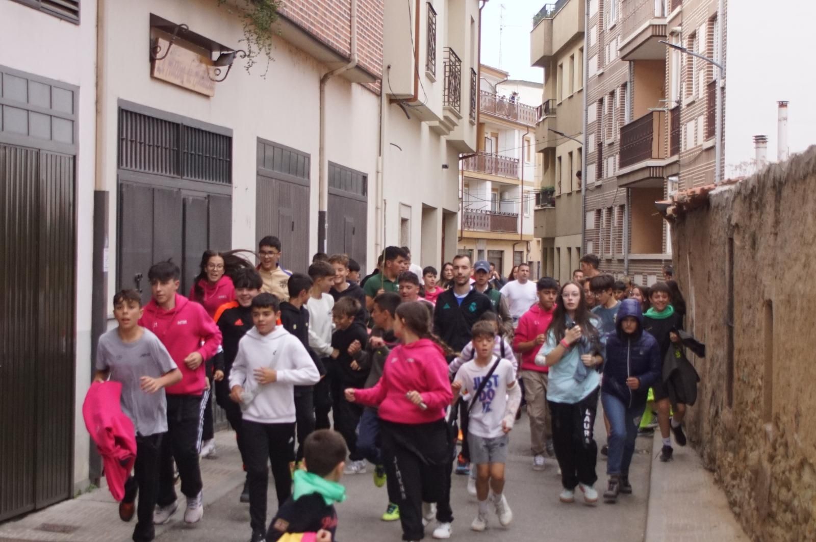 Alba de Tormes celebra un encierro, capea y encierro de minibueyes