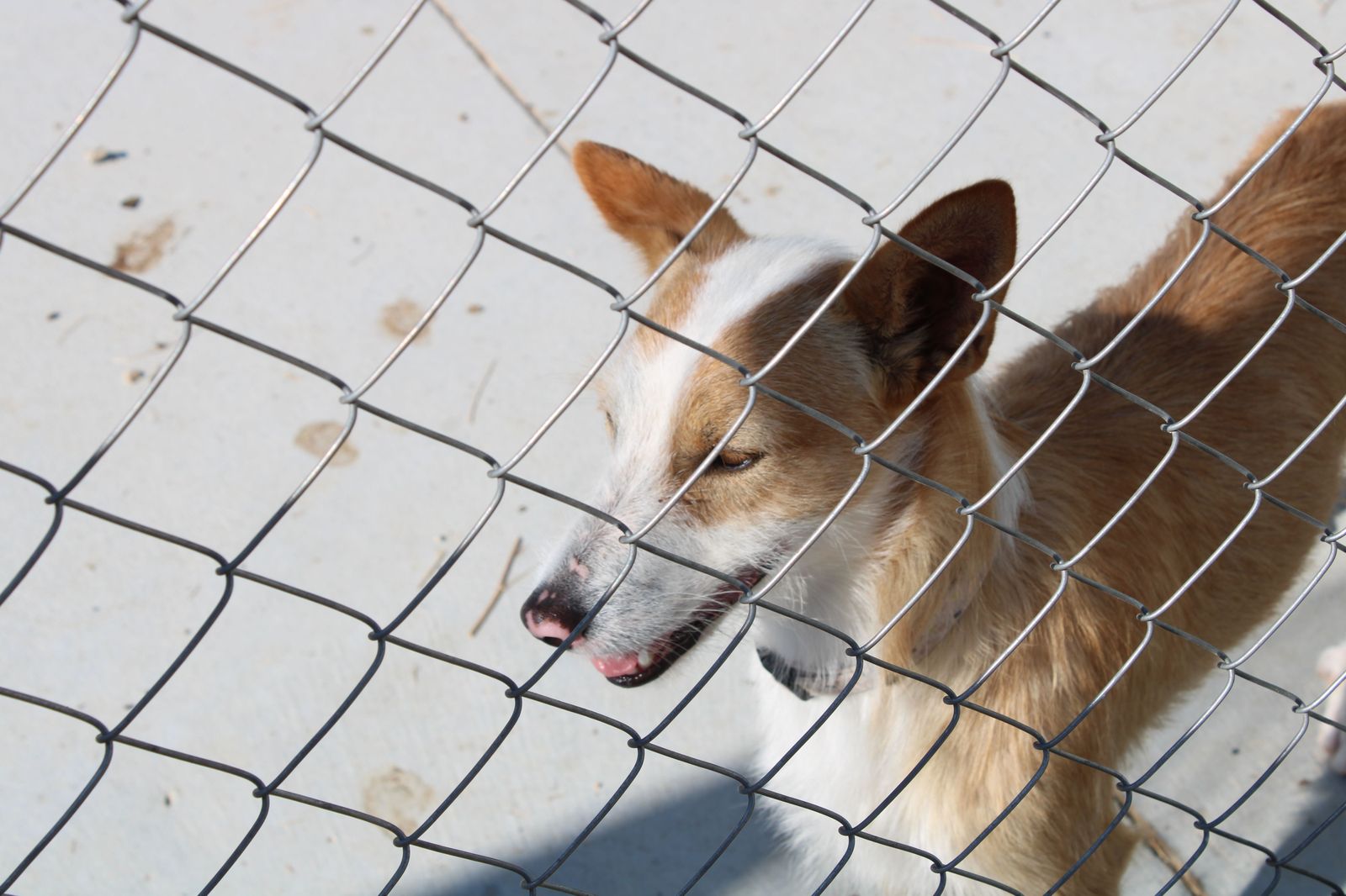 refugio-de-animales-del-ayuntamiento-de-salamanca-18