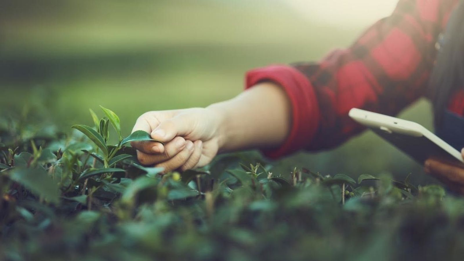 La agricultura del futuro será sostenible, saludable, competitiva y rentable, según investigadores