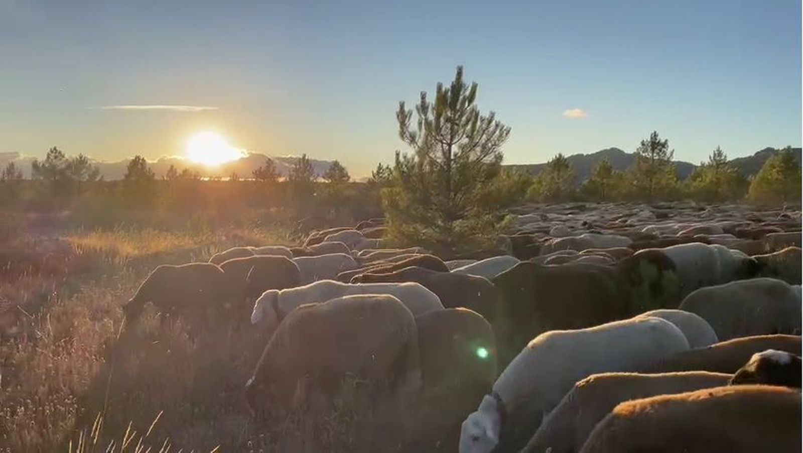 Ganado ovino de la provincia de Zamora. Archivo.