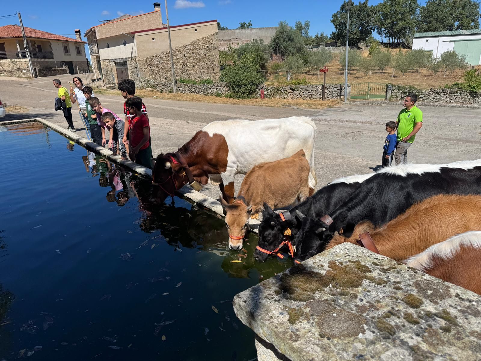 Encierro de mini bueyes en el último día de fiestas en Aldeadávila de la Ribera