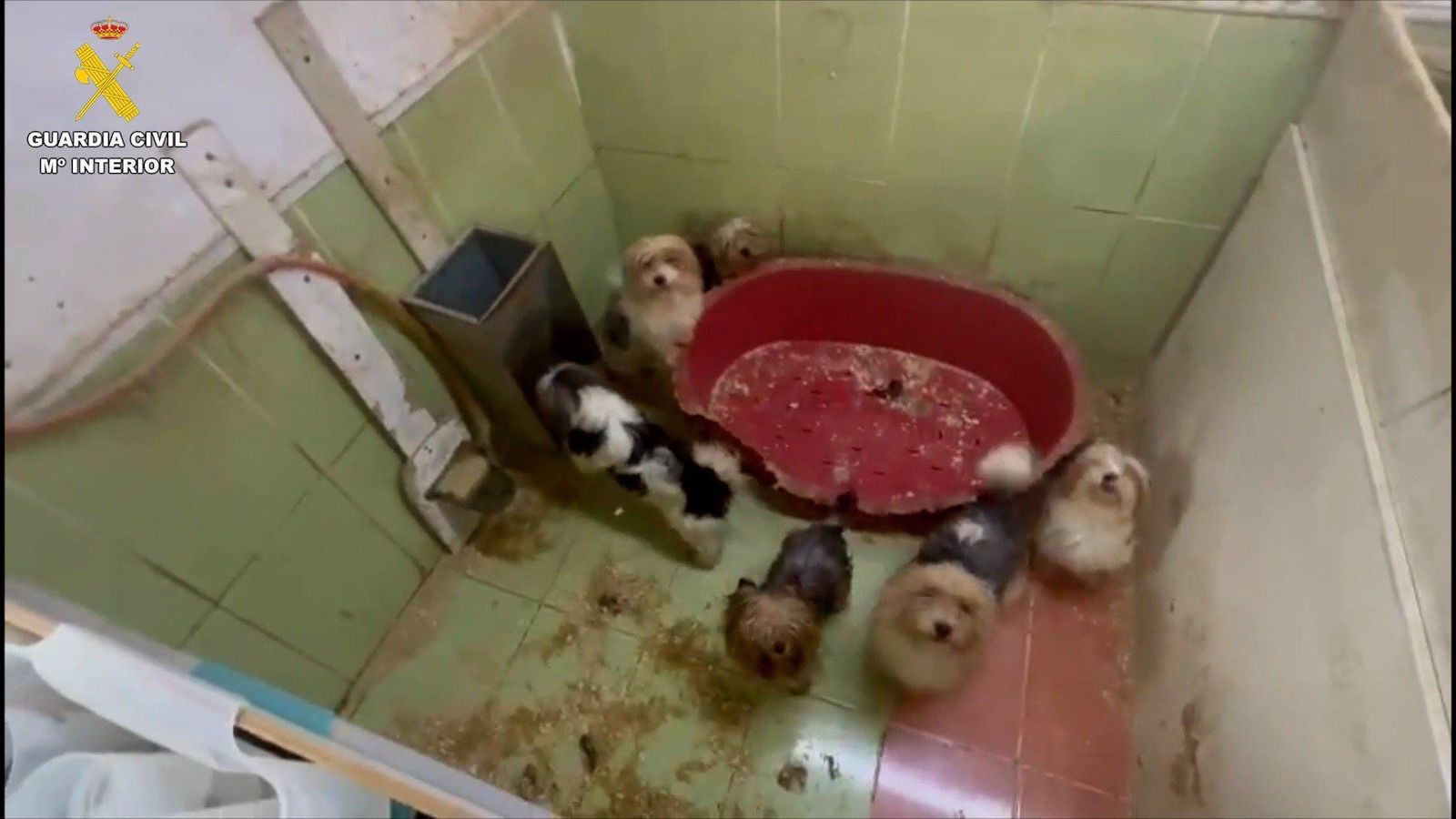 Criadero clandestino de perros Yorkshire en Burgos   GUARDIA CIVIL