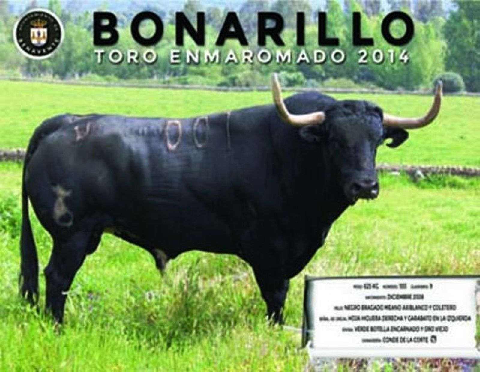 Así es el Toro Enmaromado 2014