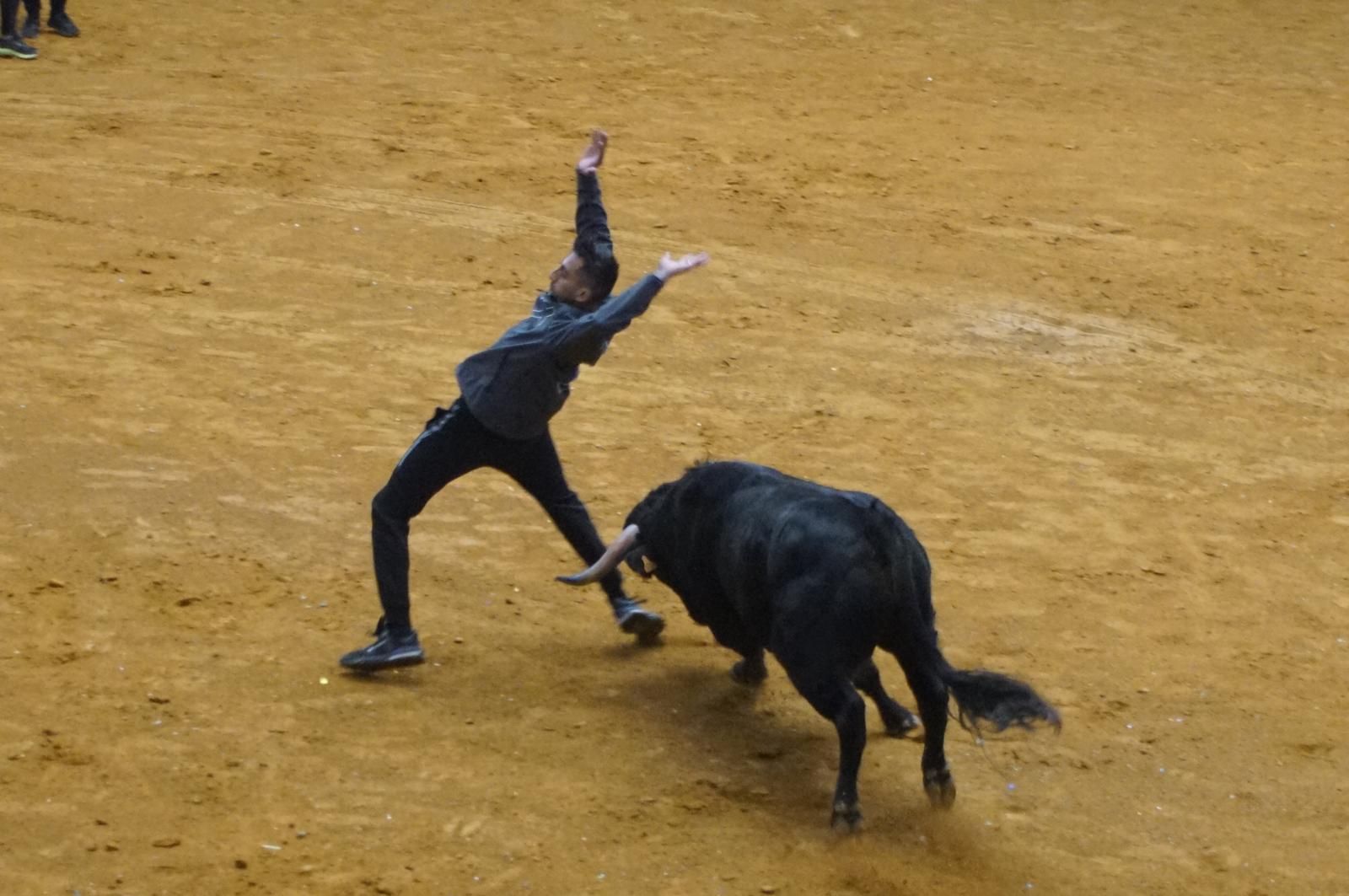 Alba de Tormes celebra un encierro, capea y encierro de minibueyes