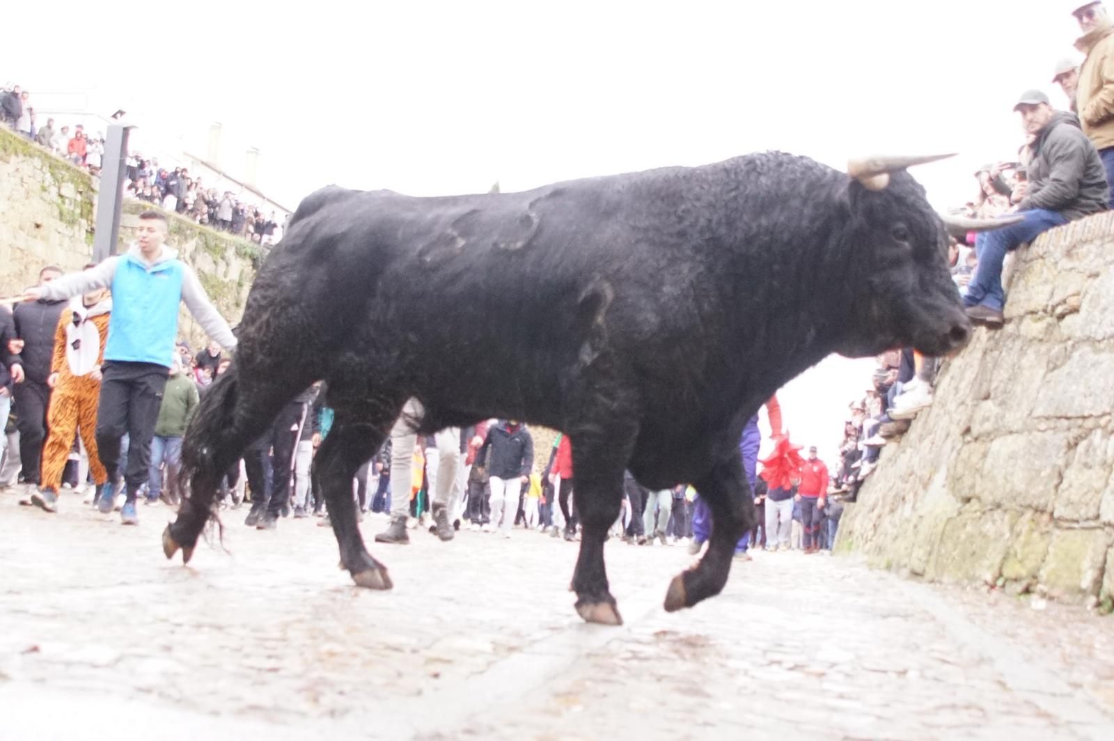 Capea matinal de domingo de carnaval en Ciudad Rodrigo (92).jpeg