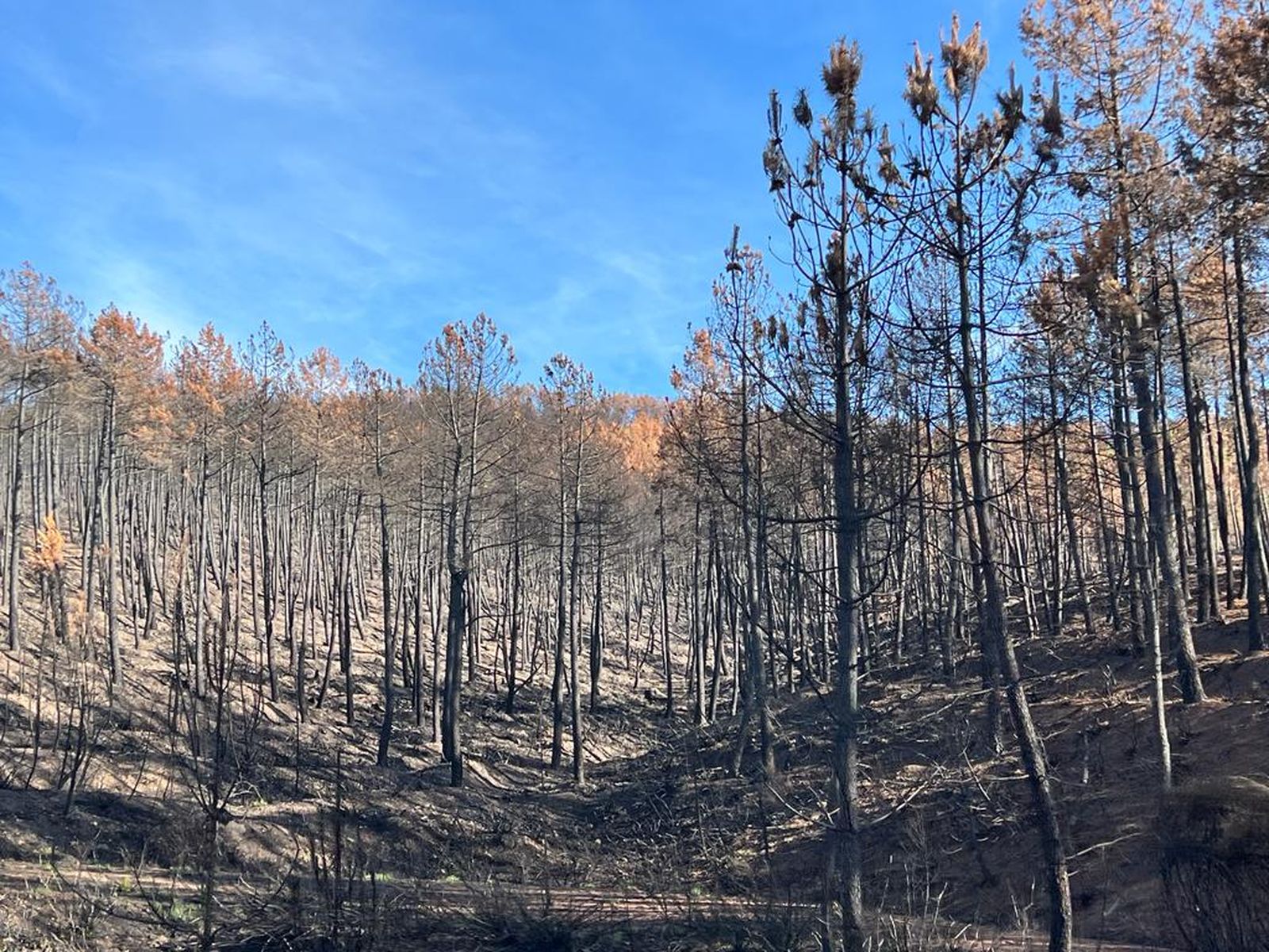 Restos del incendio Maíllo Serradilla del Arroyo. Foto S24H (7)