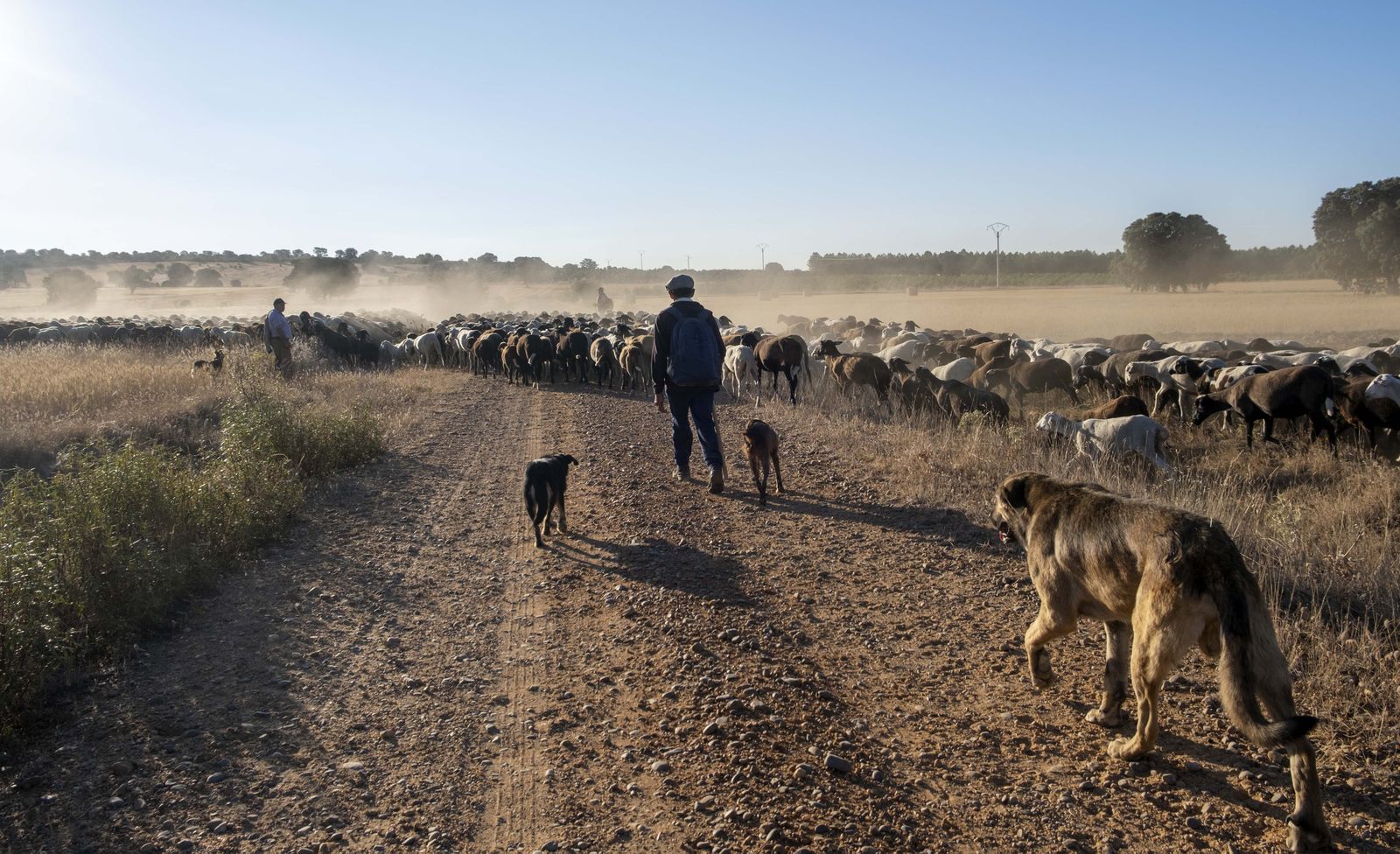 Imagen de archivo de un pastor en la provincia