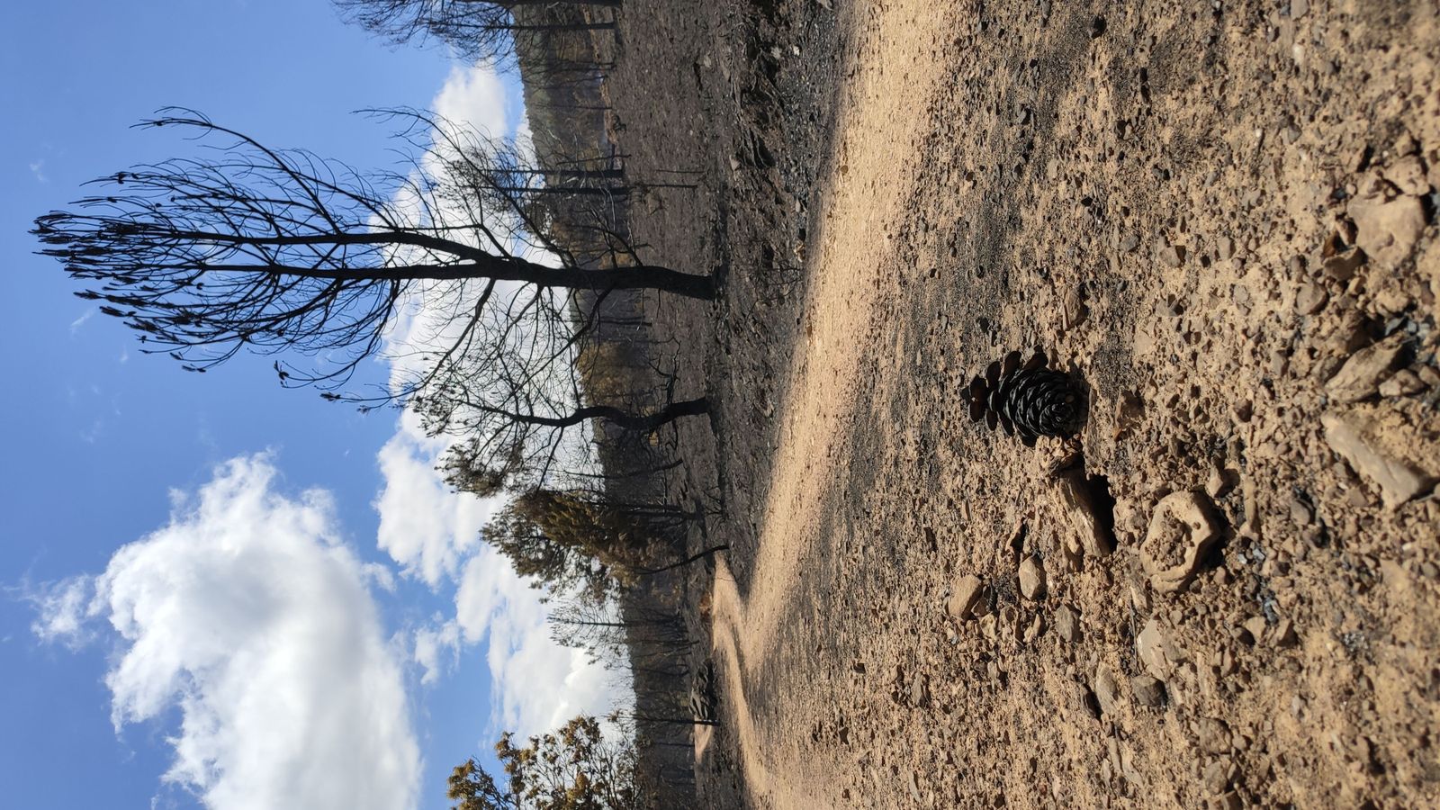 las-desoladoras-imagenes-de-la-sierra-de-la-culebra-tras-el-incendio-25