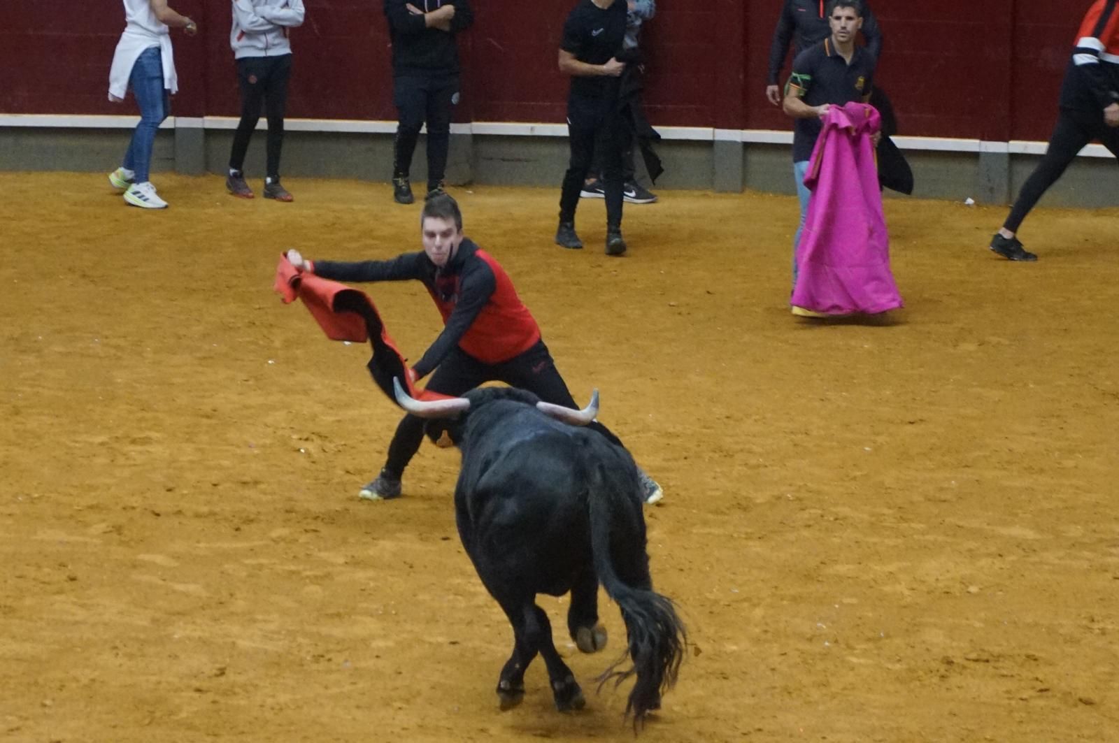 Alba de Tormes celebra un encierro, capea y encierro de minibueyes