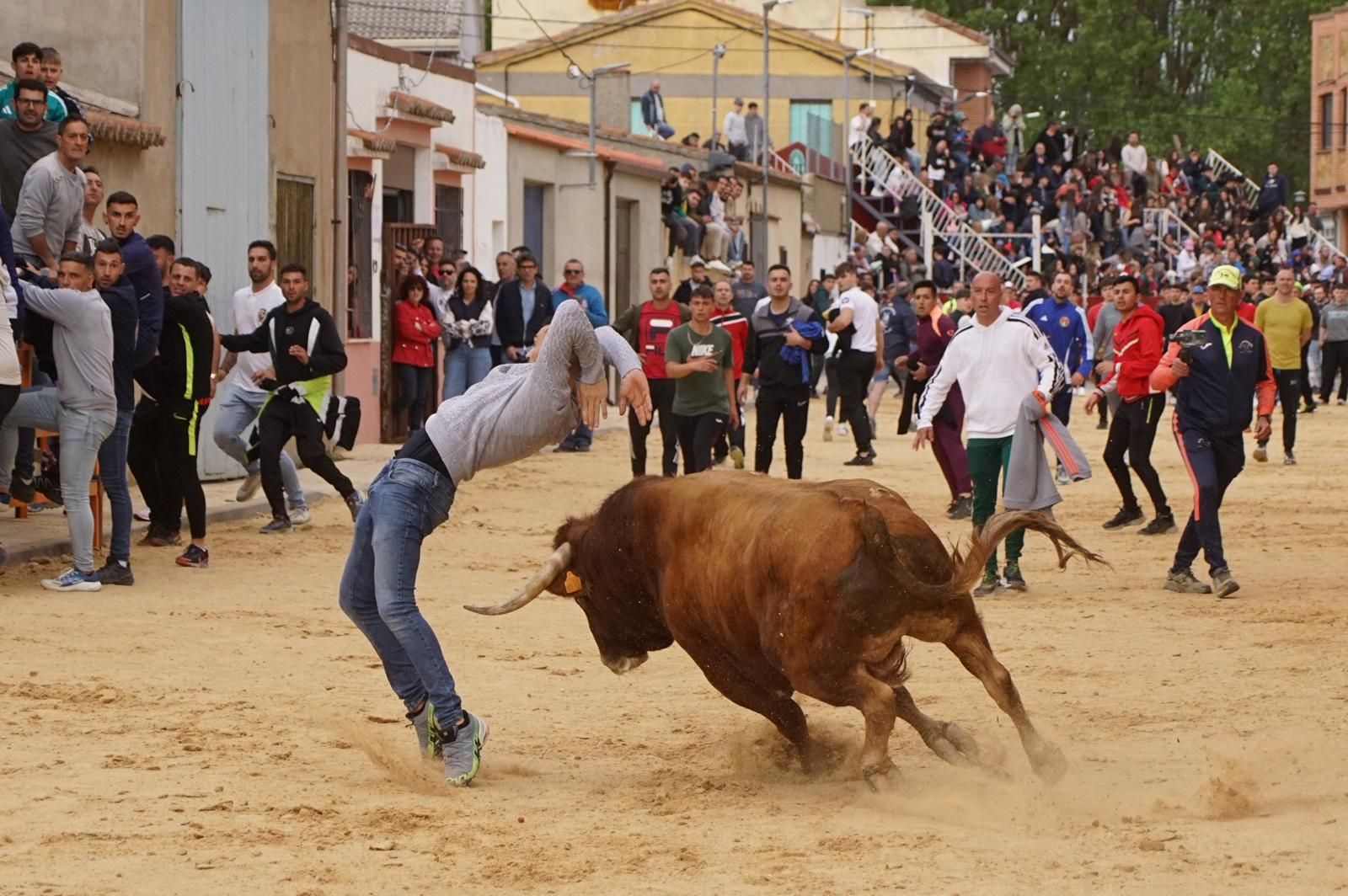 Villoria, toro del Voto