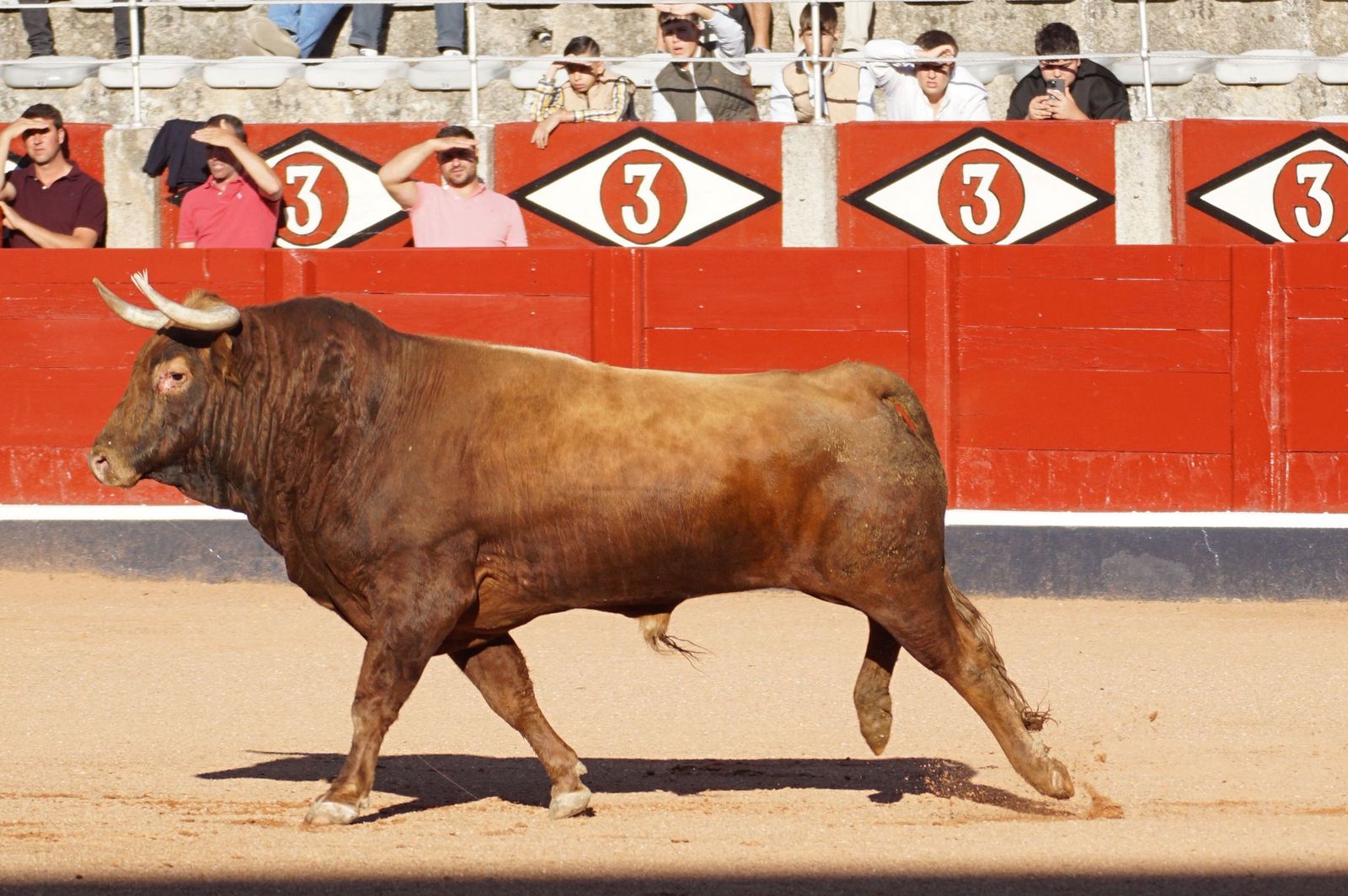 Tradicional Desenjaule en la Plaza de Toros La Glorieta