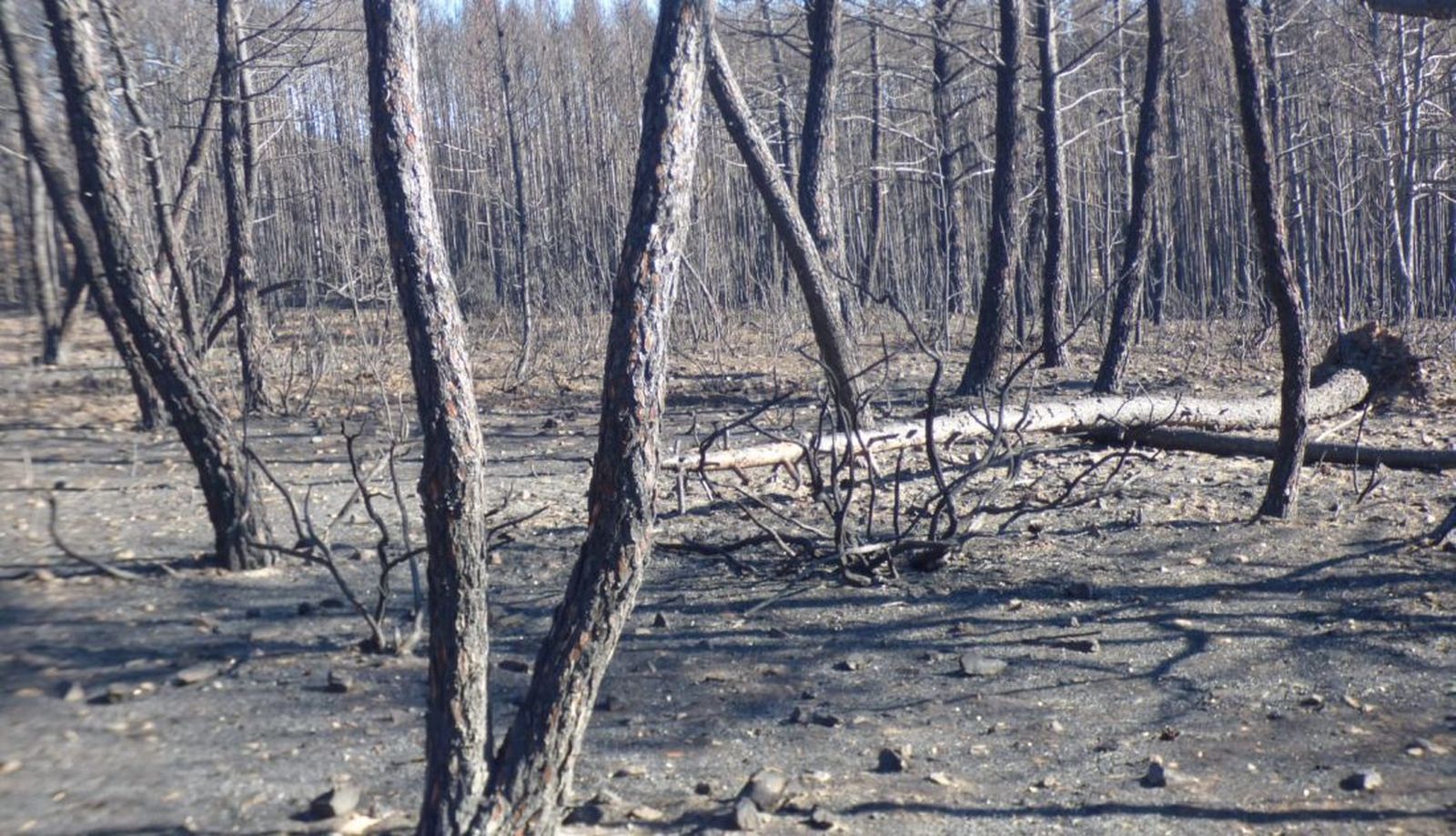 Zona calcinada en la Sierra de la Culebra