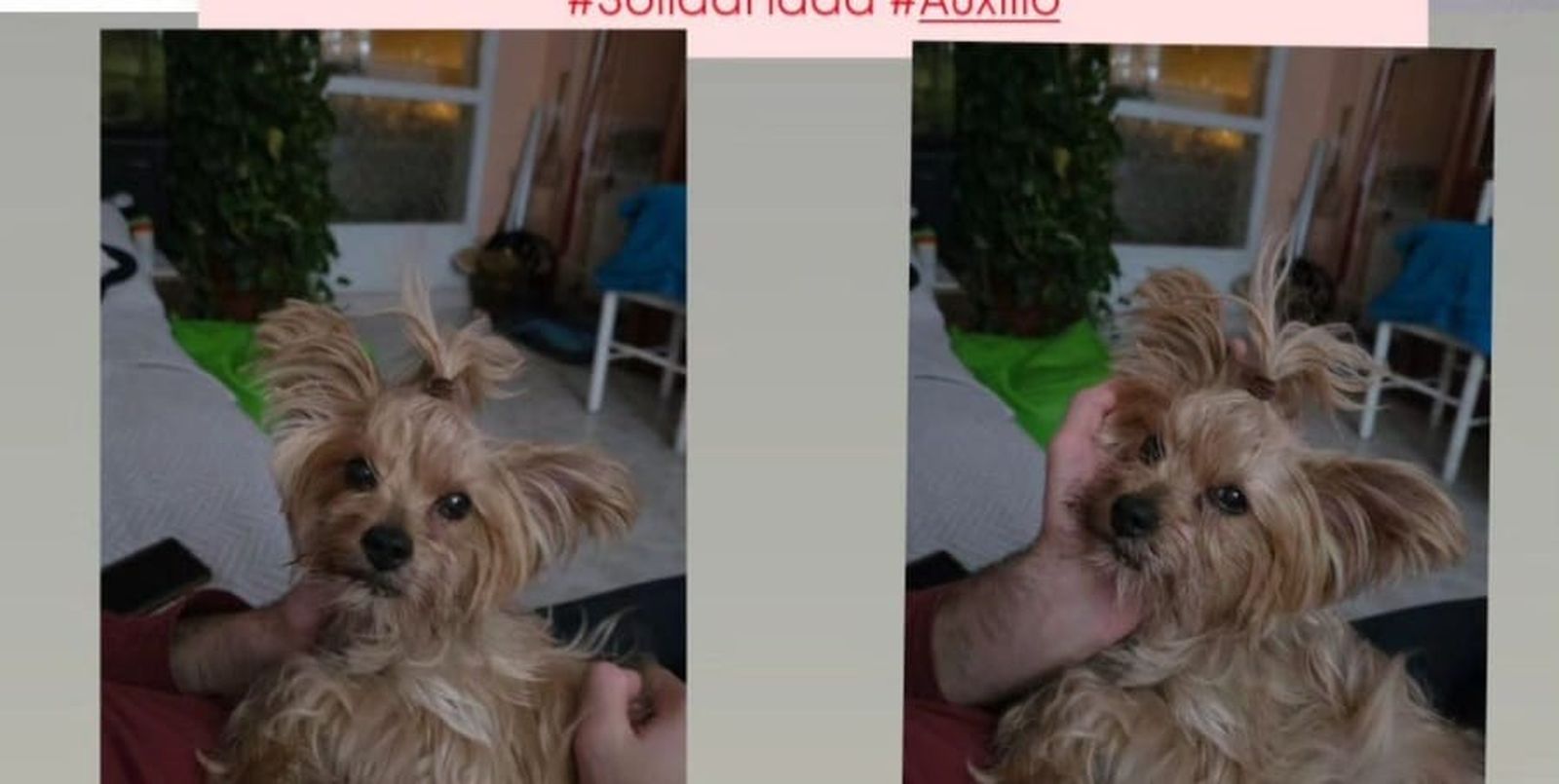 Se busca una perra perdida en Zamora